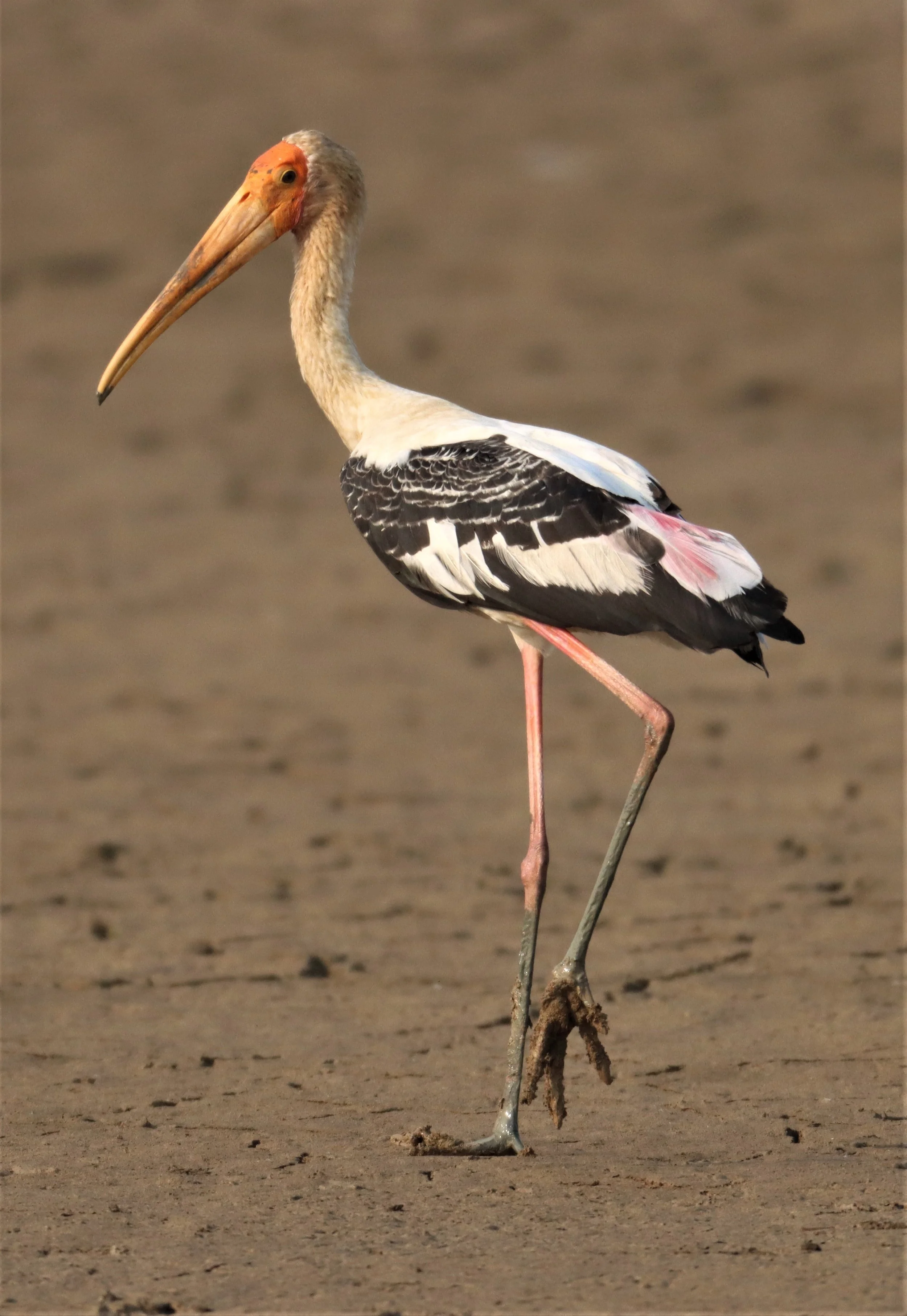 STORK - PAINTED STORK - Mycteria leucocephala - BUENG BORAPHET (21).jpg