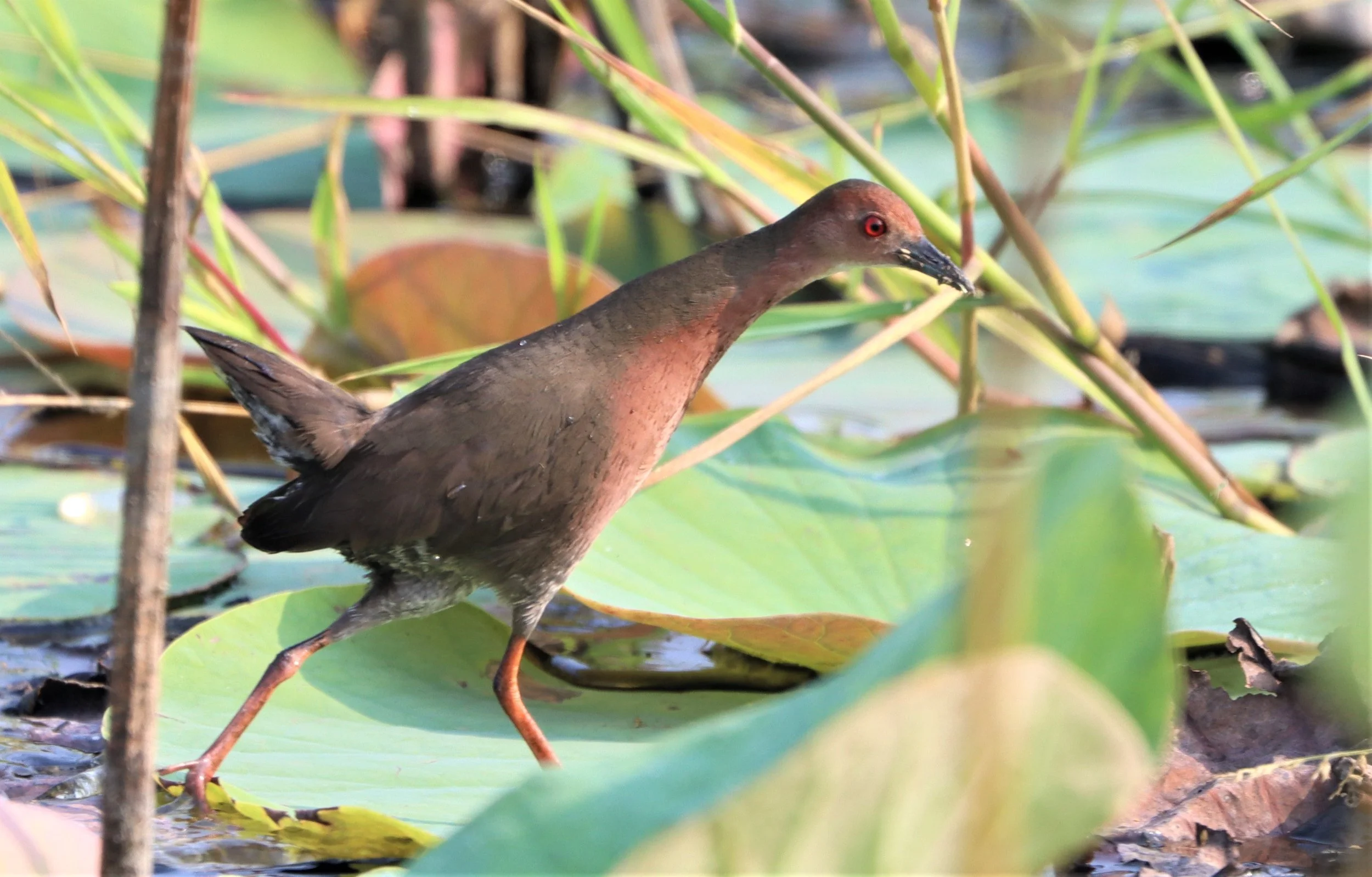 Ruddy-breasted Crake (Porzana fusca) Lat Krabang Wetlands Tap Yao Rice fields Bangkok (5).jpg
