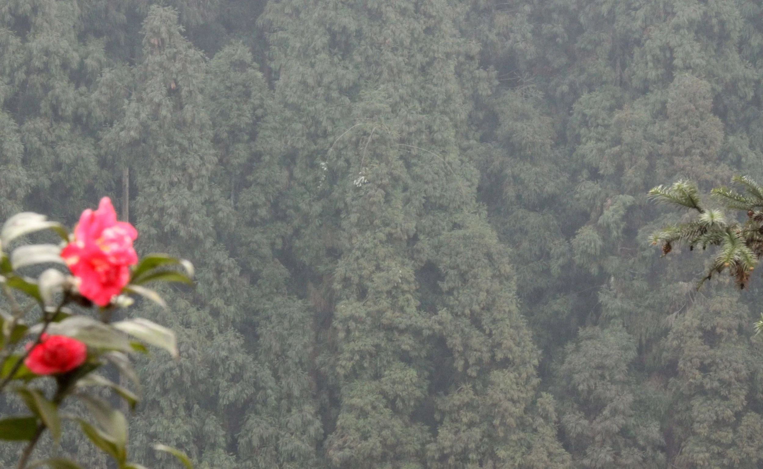 WAWU SHAN GEOPARK - SICHUAN CHINA (44).JPG