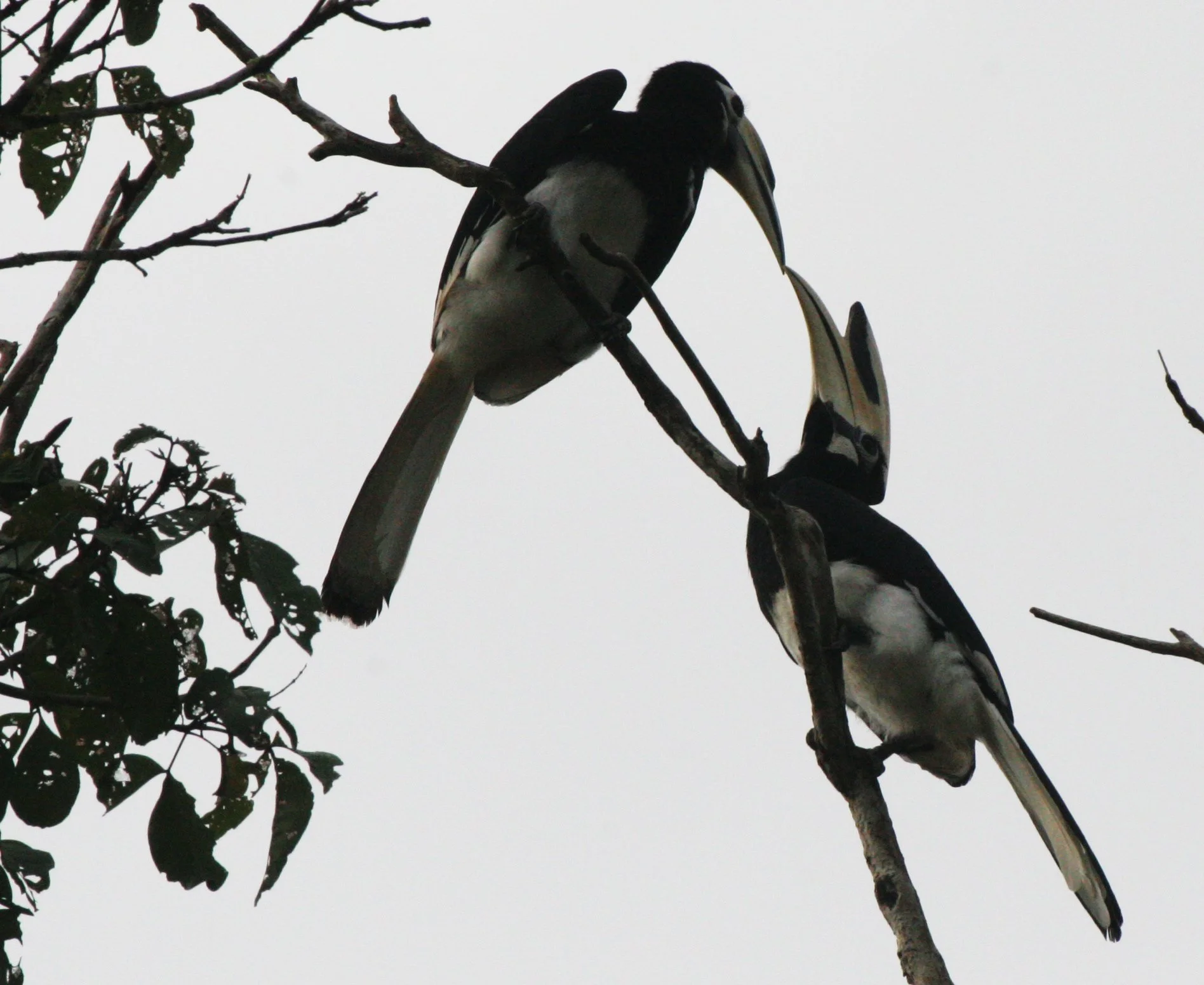 Anthracoceros albirostris convexus - ORIENTAL PIED HORNBILL - KINABATANGAN RIVER BORNEO (36).JPG