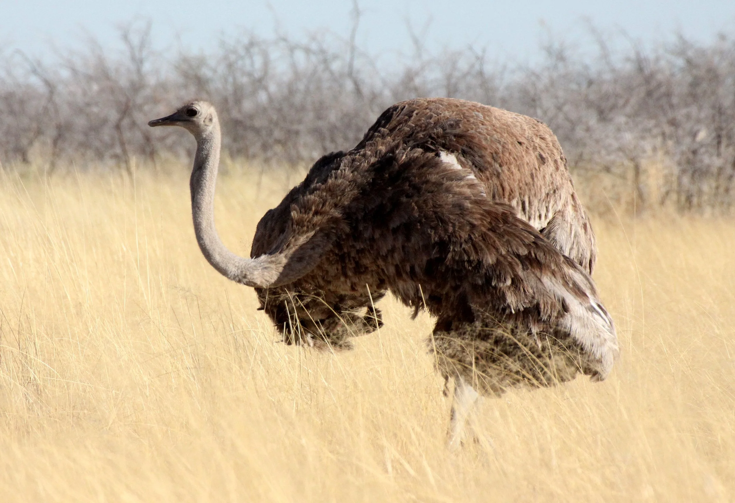Struthio camelus australis - SOUTH AFRICAN OSTRICH - MATING IN ETOSHA - ETOSHA NATIONAL PARK NAMIBIA (10).JPG