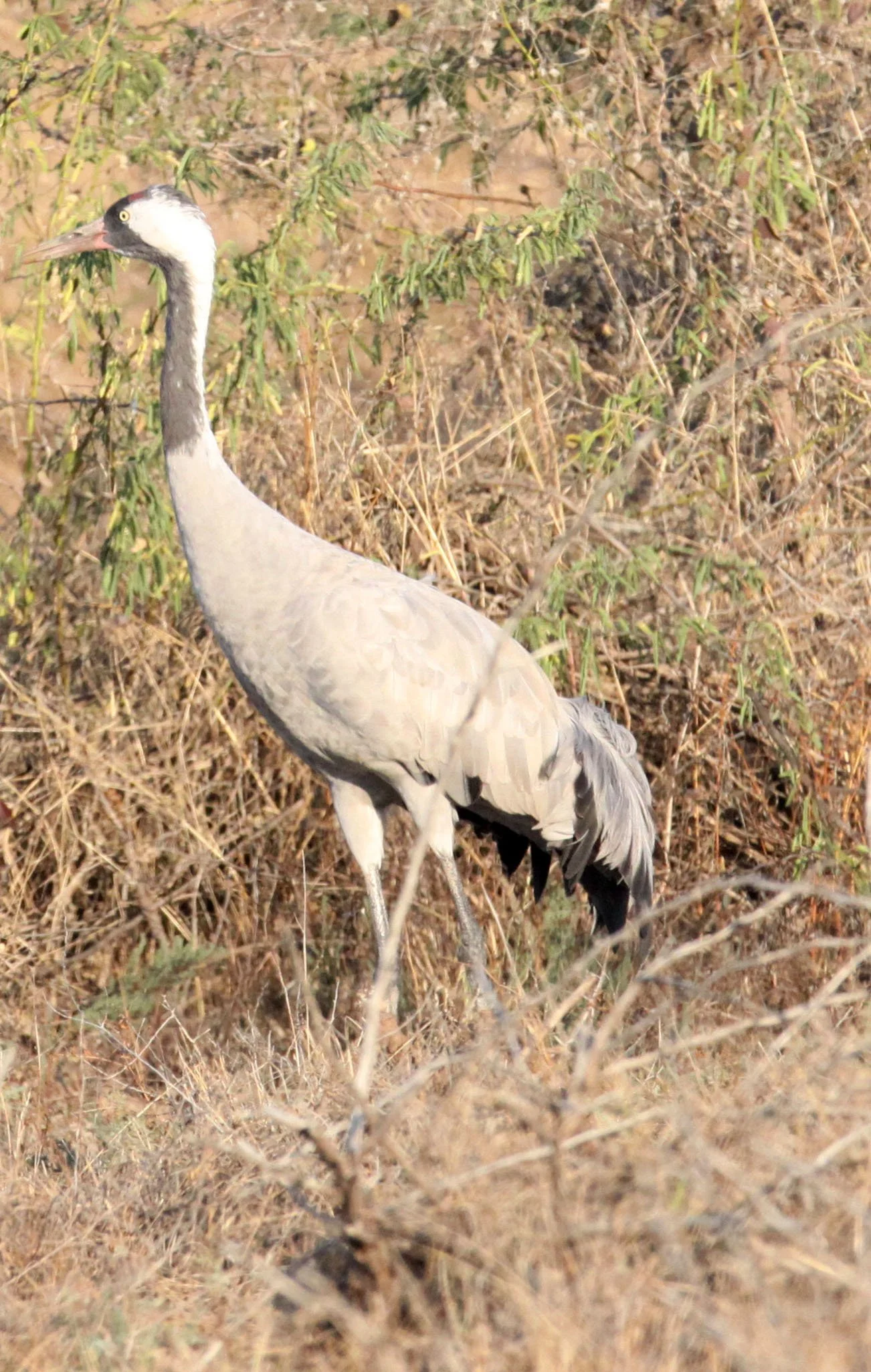 Grus grus - COMMON (EURASIAN) CRANE - LITTLE RANN OF KUTCH GUJARAT INDIA (56).JPG