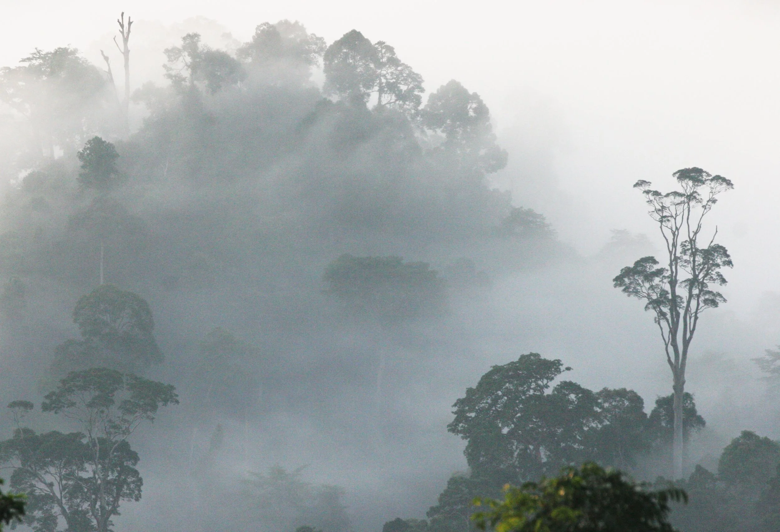 DANUM VALLEY BORNEO - SUNRISE OVER THE DANUM (69).JPG