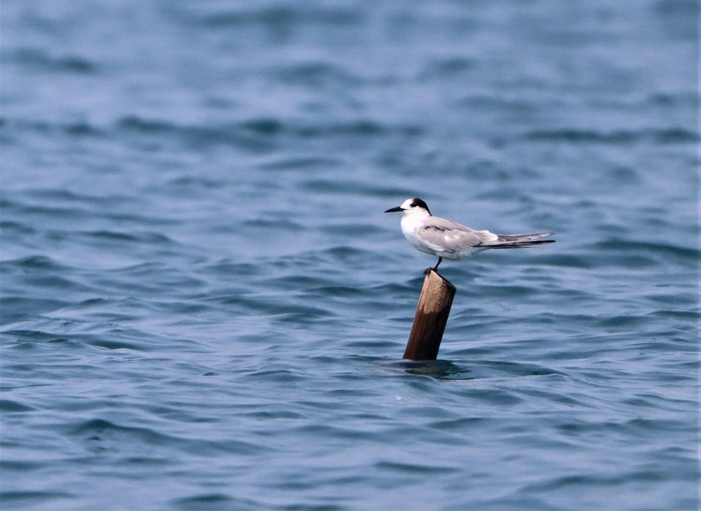 TERN - COMMON TERN - Sterna hirundo - UPPER NE GULF OF THAILAND NEAR CHACHOENGSAO (5).jpg