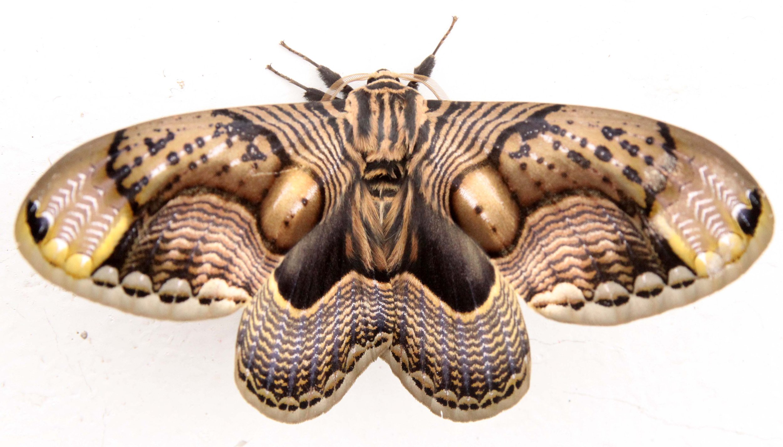 Brahmaeidae - Brahmaea wallichi - Wawu Mountain, Sichuan China