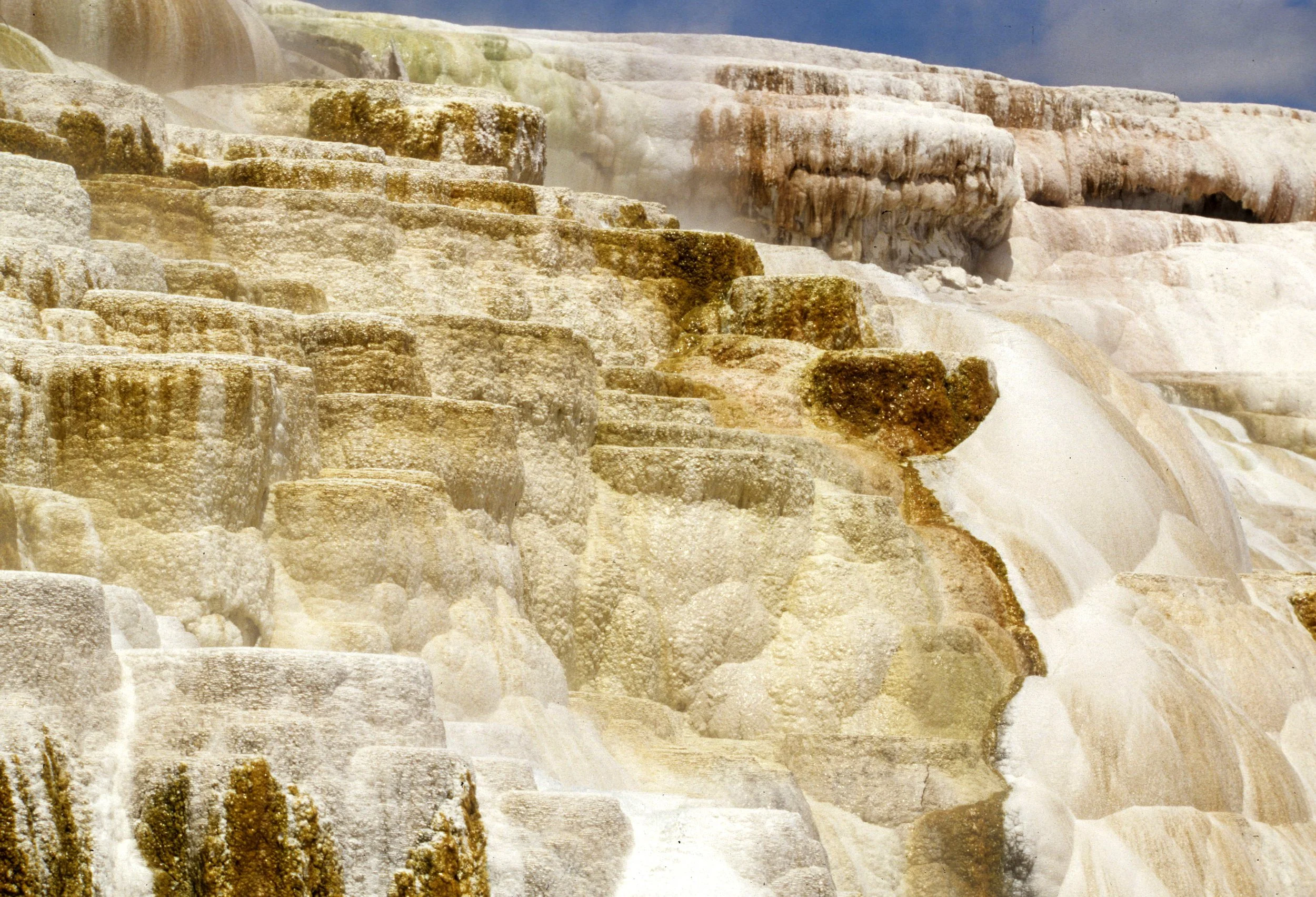 YELLOWSTONE - MAMMOTH HOTSPRINGS FG.jpg