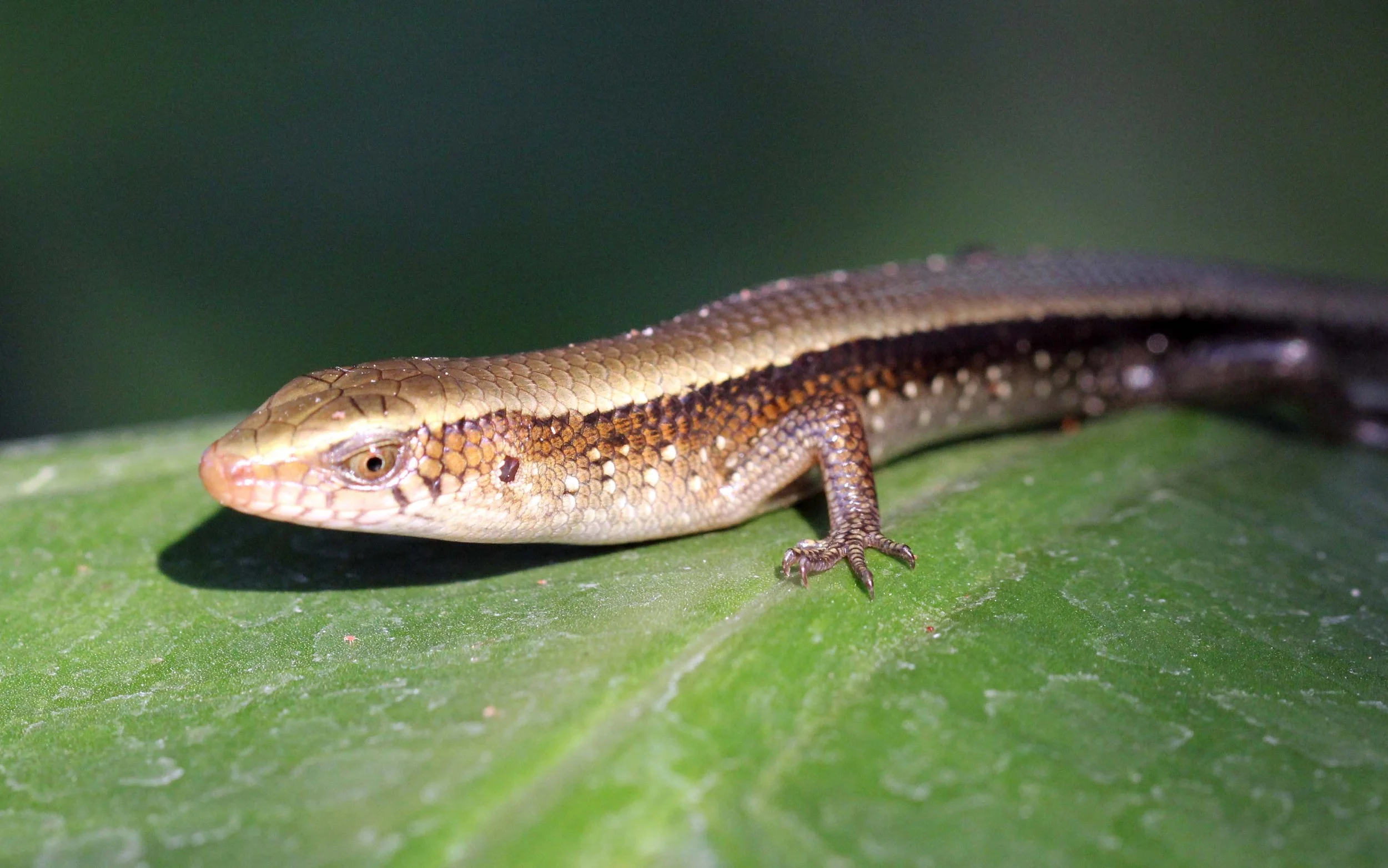2013 Nonthaburi Setthasiri House and Nonthaburi Neighborhood (190).JPG