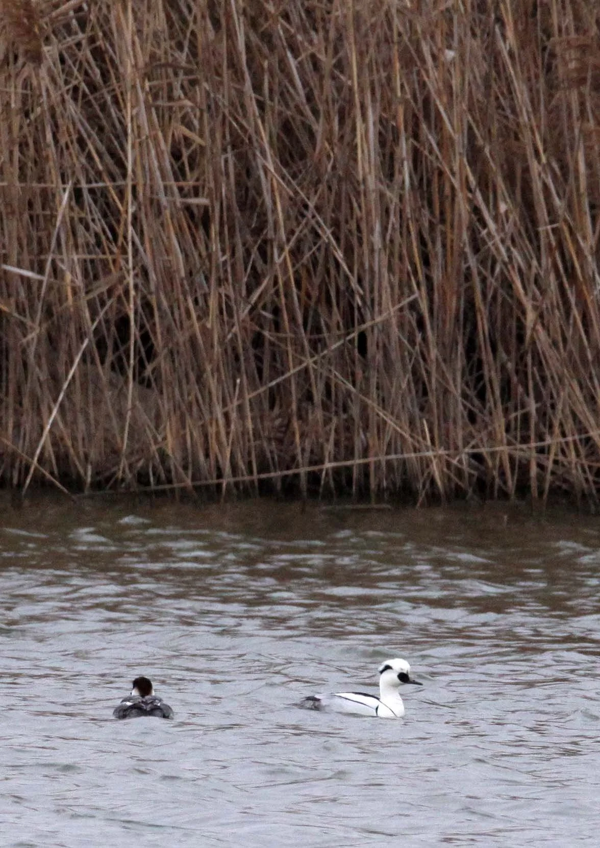 SMEW - Mergellus albellus - YANCHENG CHINA (12).JPG