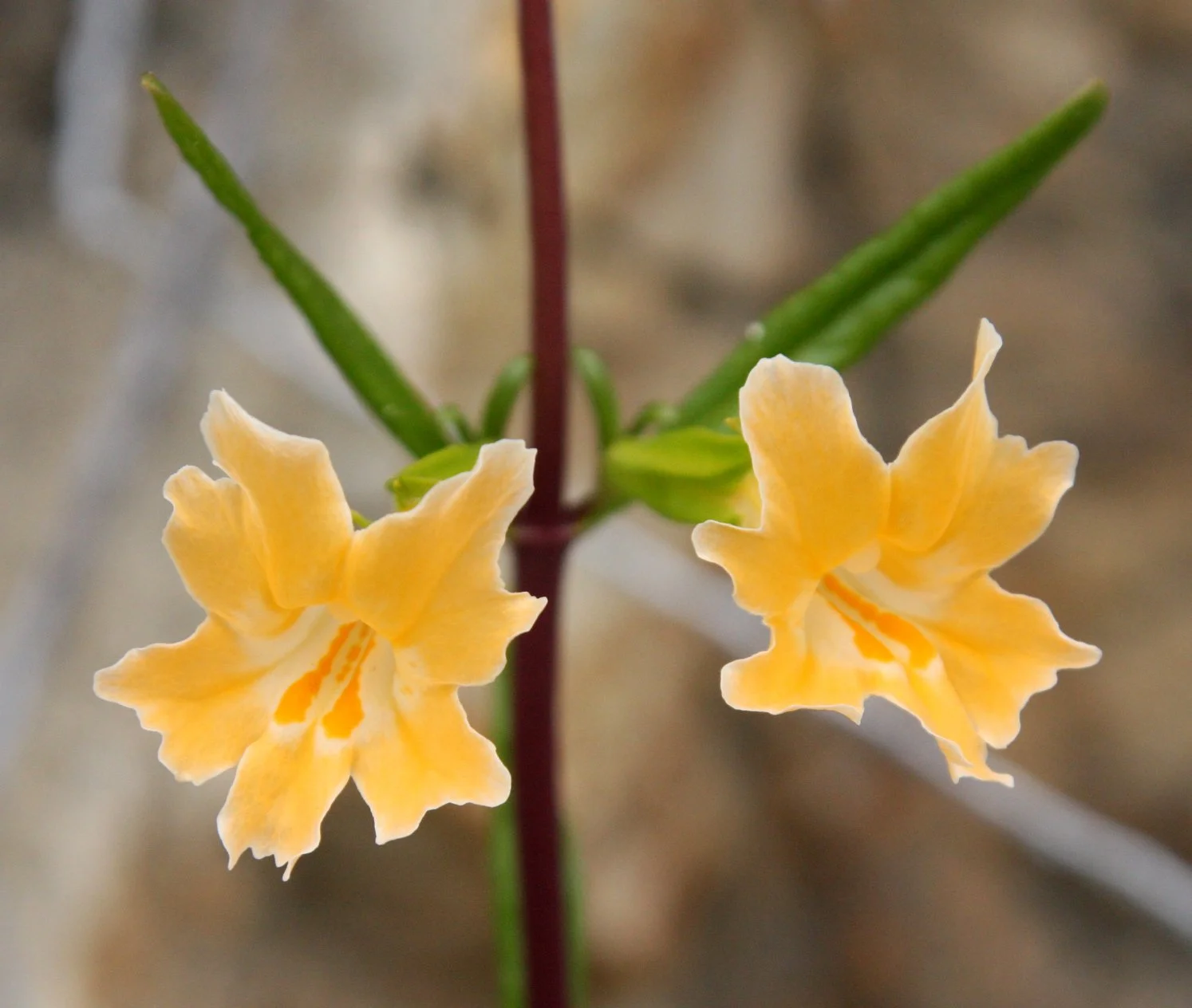 SCROPHULARIACEAE - MIMULUS BIFIDUS - NOTCH-PETALED MONKEYFLOWER - PINNACLES NATIONAL MONUMENT CALIFORNIA (6).JPG