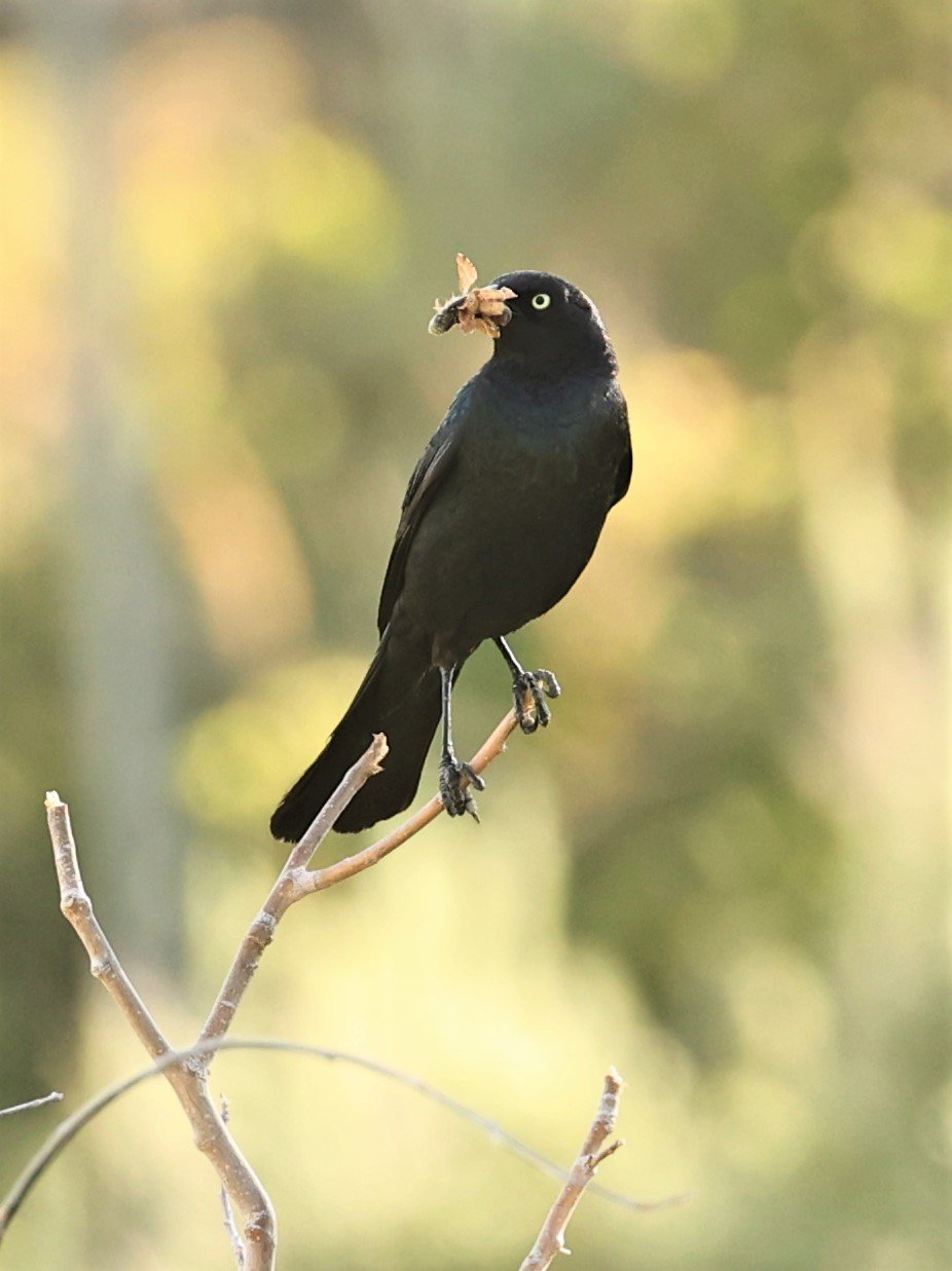 Brewer's Blackbird (Euphagus cyanocephalus) Fossil Buttes National Monument Wyoming (2).jpg