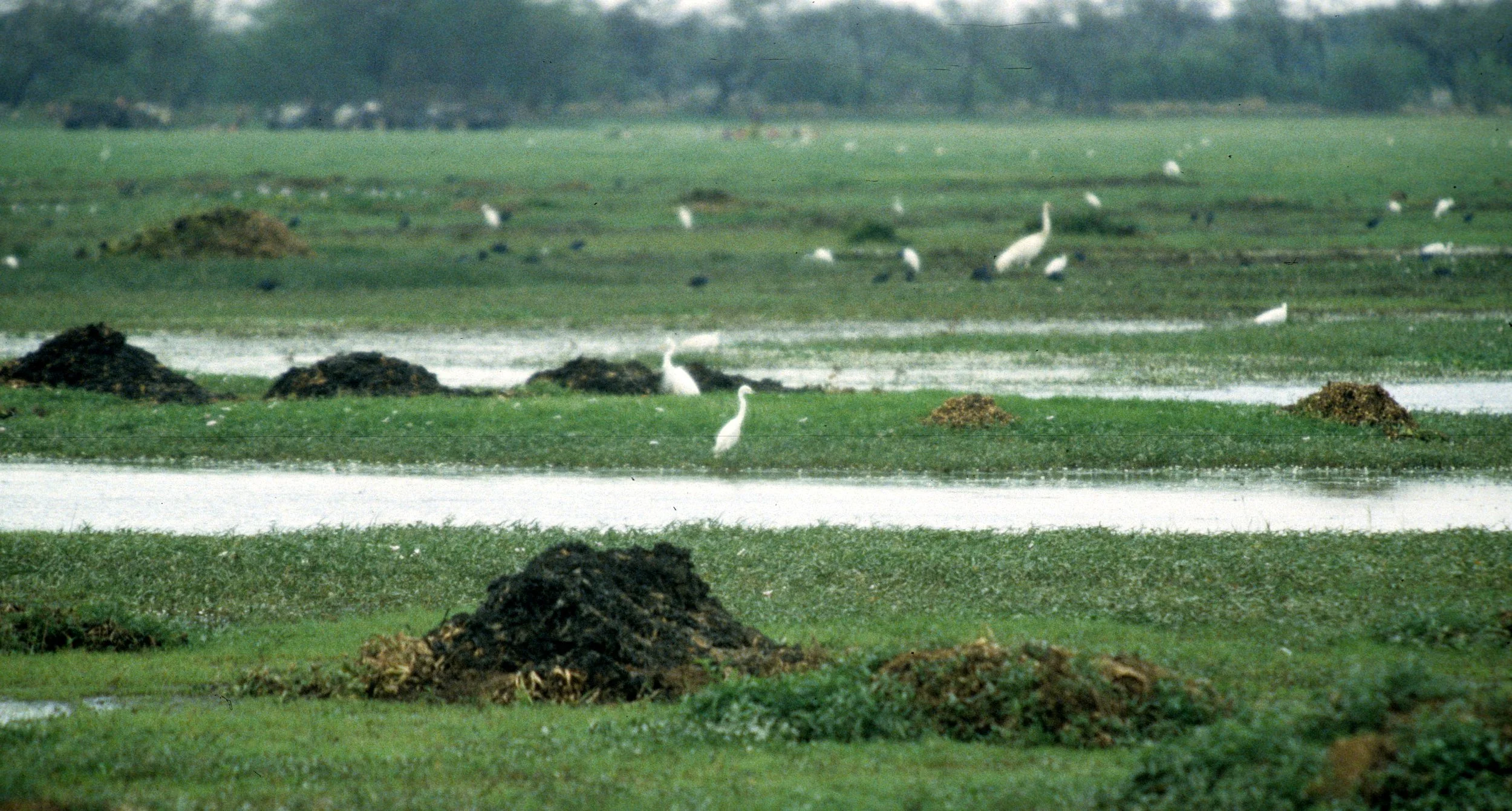 BIRD - EGRET - CATTLE EGRET - KALEODEO INDIA A.jpg