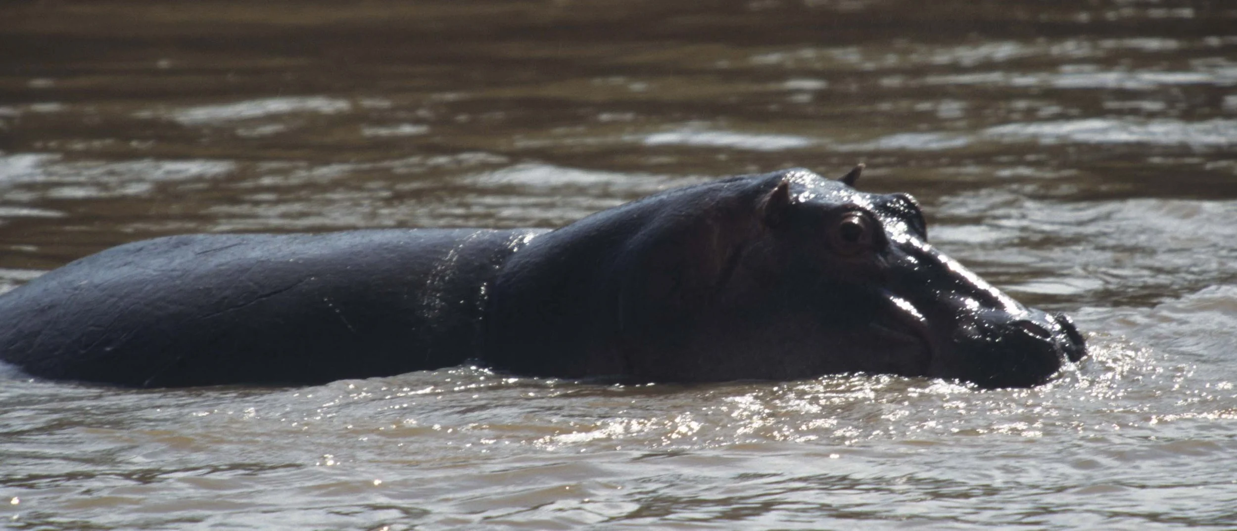 HIPPO- SERENGETI 4.jpg