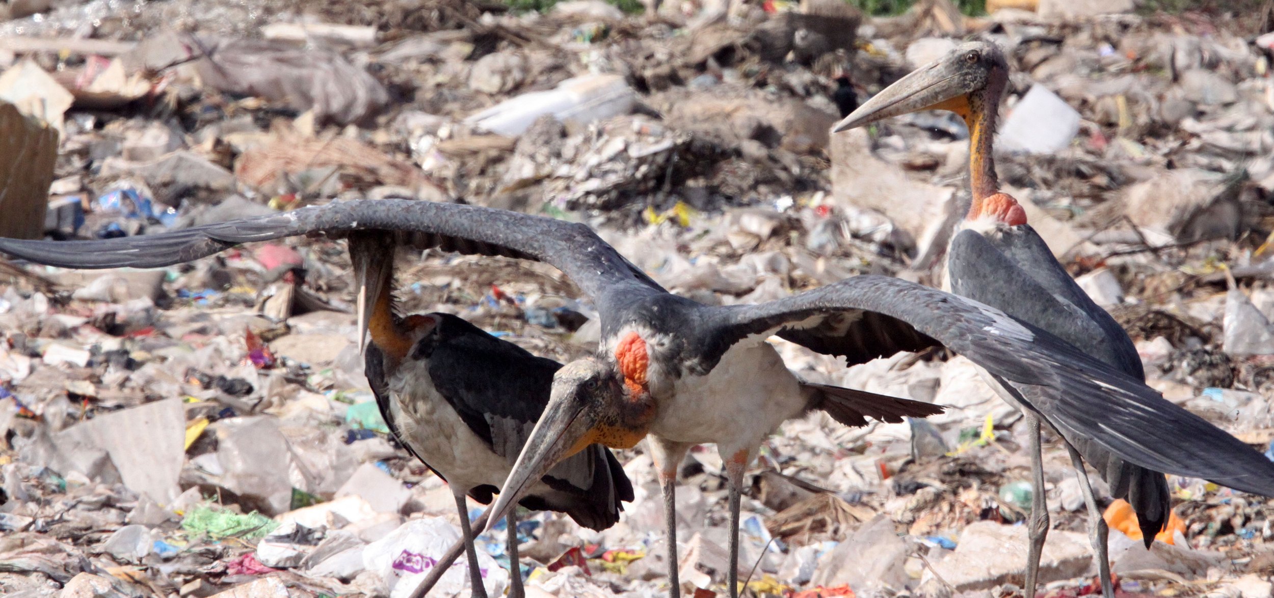STORK - GREATER ADJUTANT STORK - Leptoptilos dubius - GUWAHATI DUMP ASSAM INDIA (30).JPG