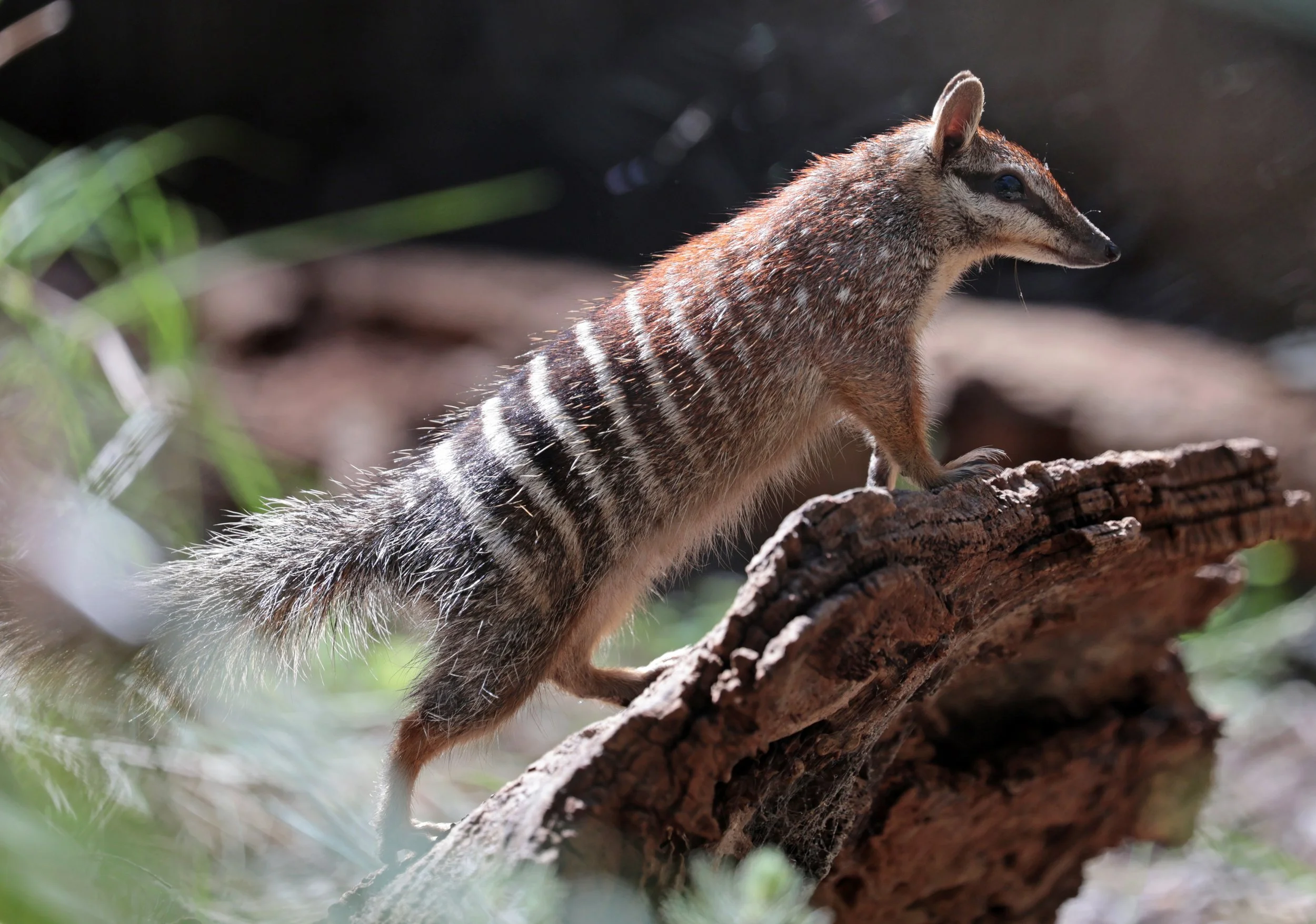 Numbat (Myrmecobius fasciatus) Dryandra NP - Western Australia 