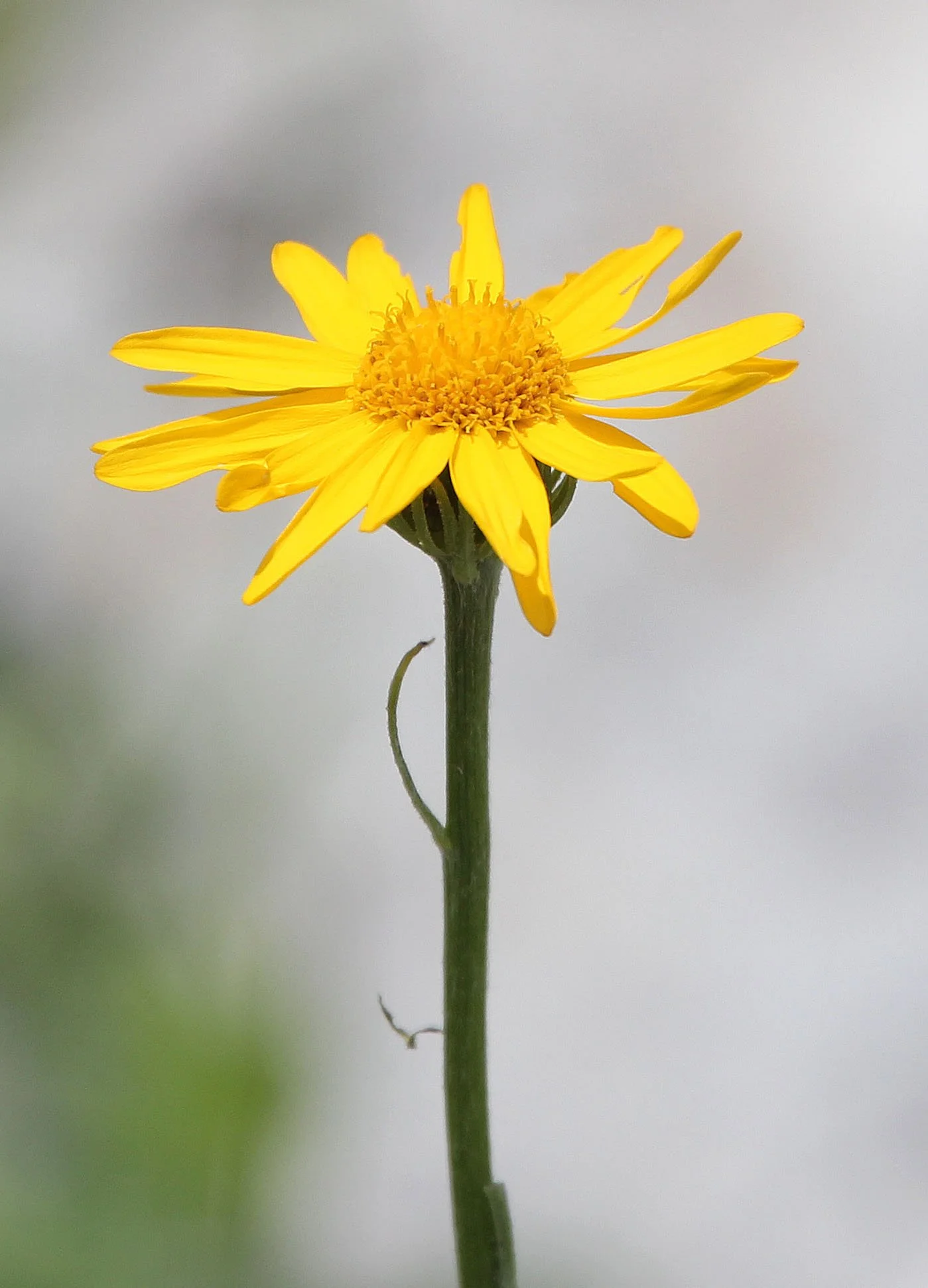 ABRUZZO NATIONAL PARK ITALY (122).JPG