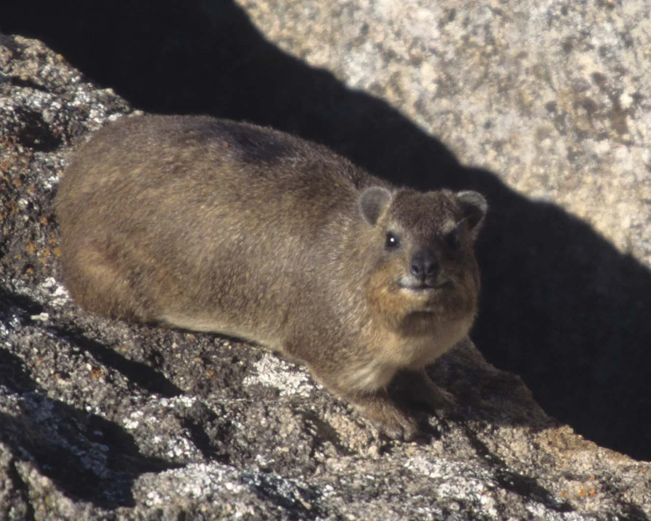 ROCK HYRAX - ZIMBABWE B.jpg