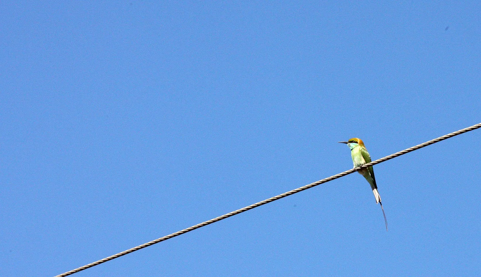 BIRD - BEE-EATER - GREEN EATER - MEROPS ORIENTALIS - GIR FOREST GUJARAT INDIA (1).JPG