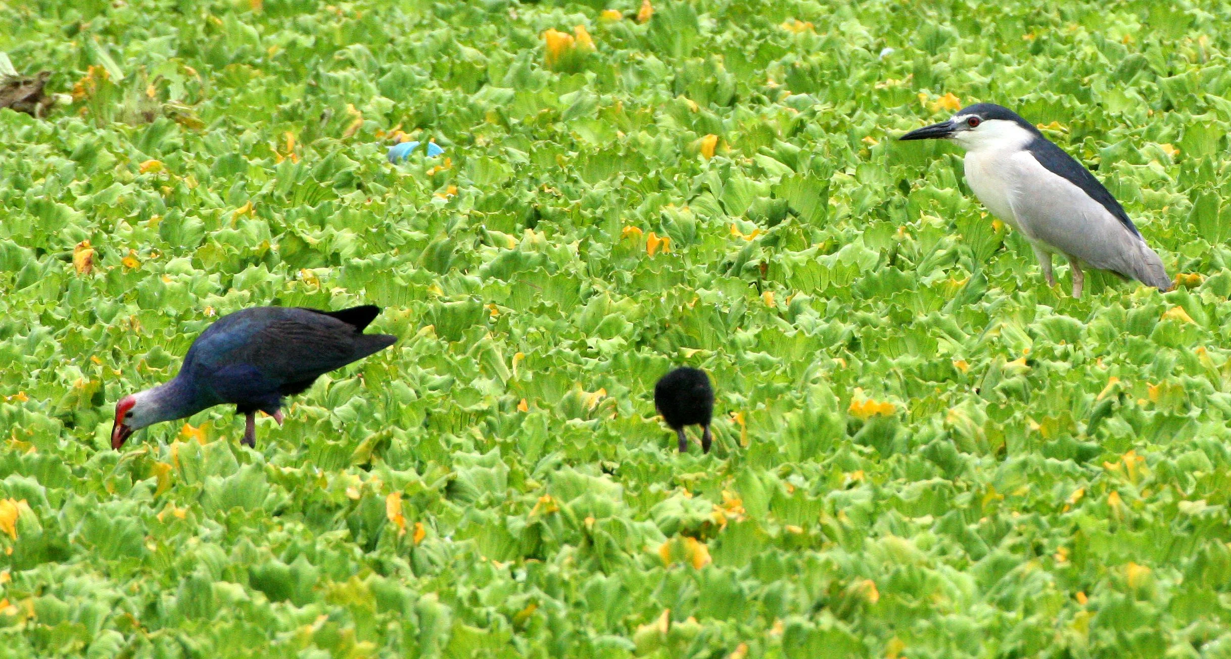 HERON - BLACK-CROWNED NIGHT HERON - Nycticorax nycticorax - NAKHON WETLANDS THAILAND (1).JPG