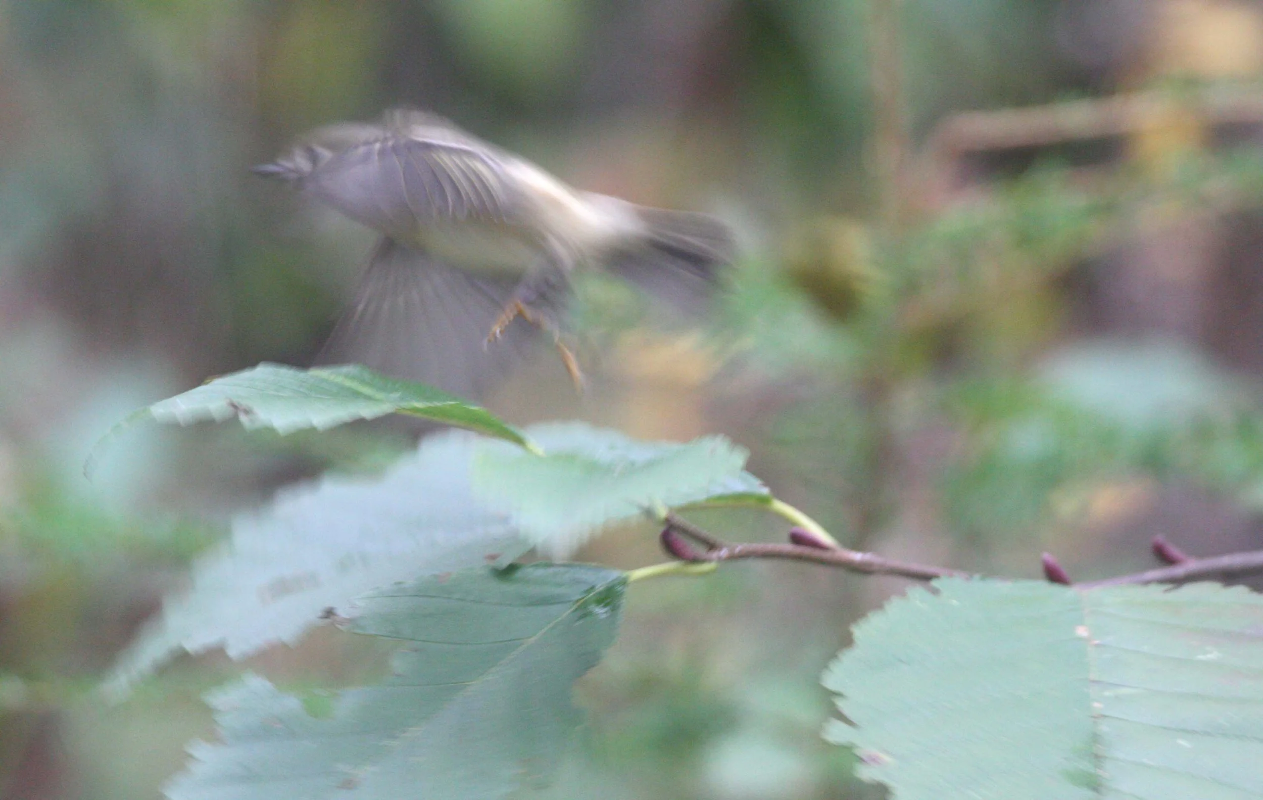 Hutton's Vireo (Vireo huttoni) Lake Farm Olympic Peninsula Washington (30).jpg