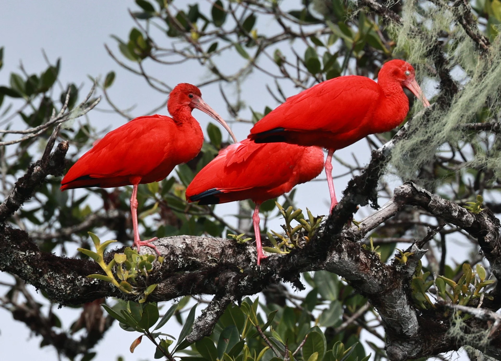 Scarlet Ibis (Eudocimus ruber) Superagüi National Park, Brazil (14).jpg