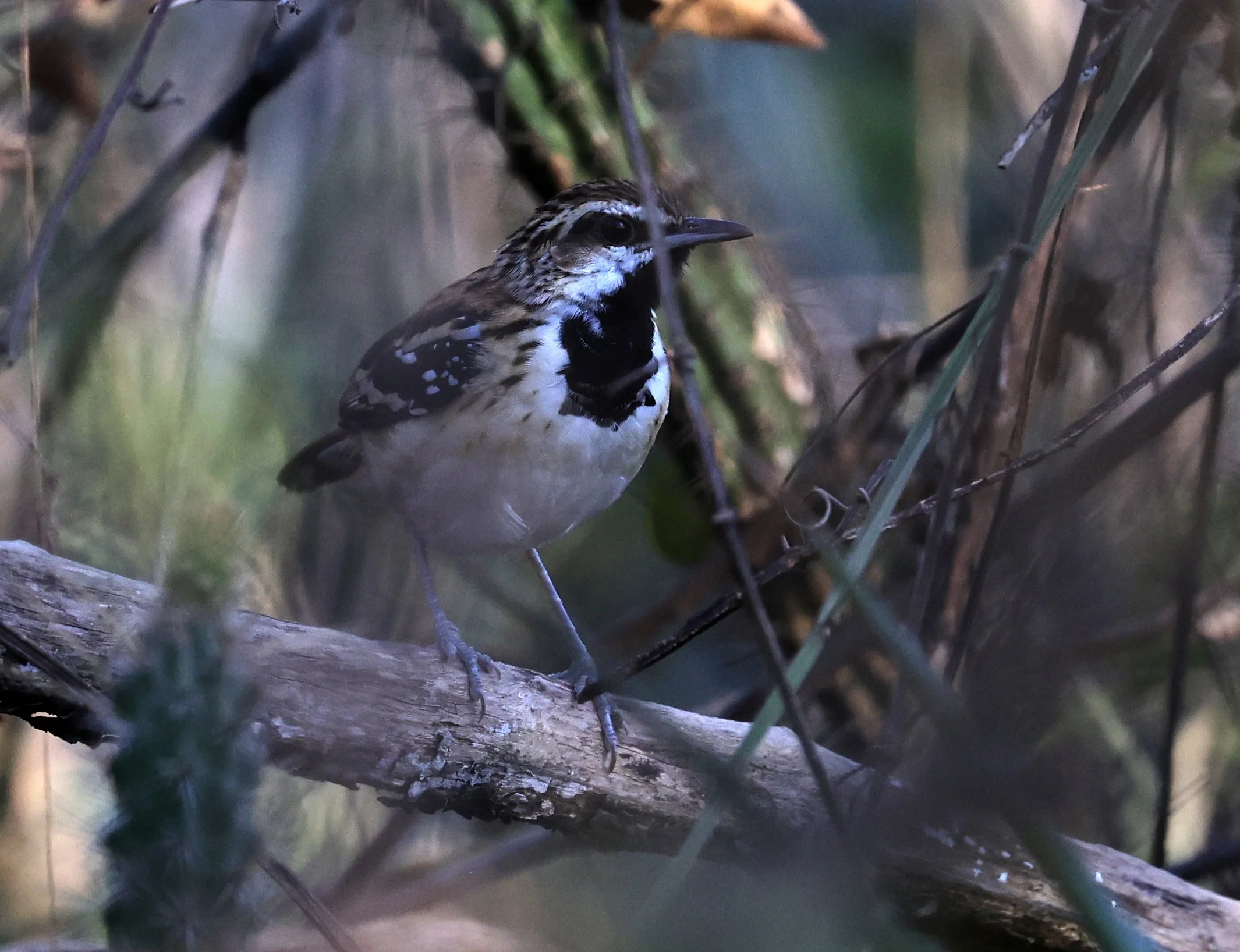 Stripe-backed Antbird (Myrmorchilus strigilatus) Agua Dulce Paraguay (4).jpg