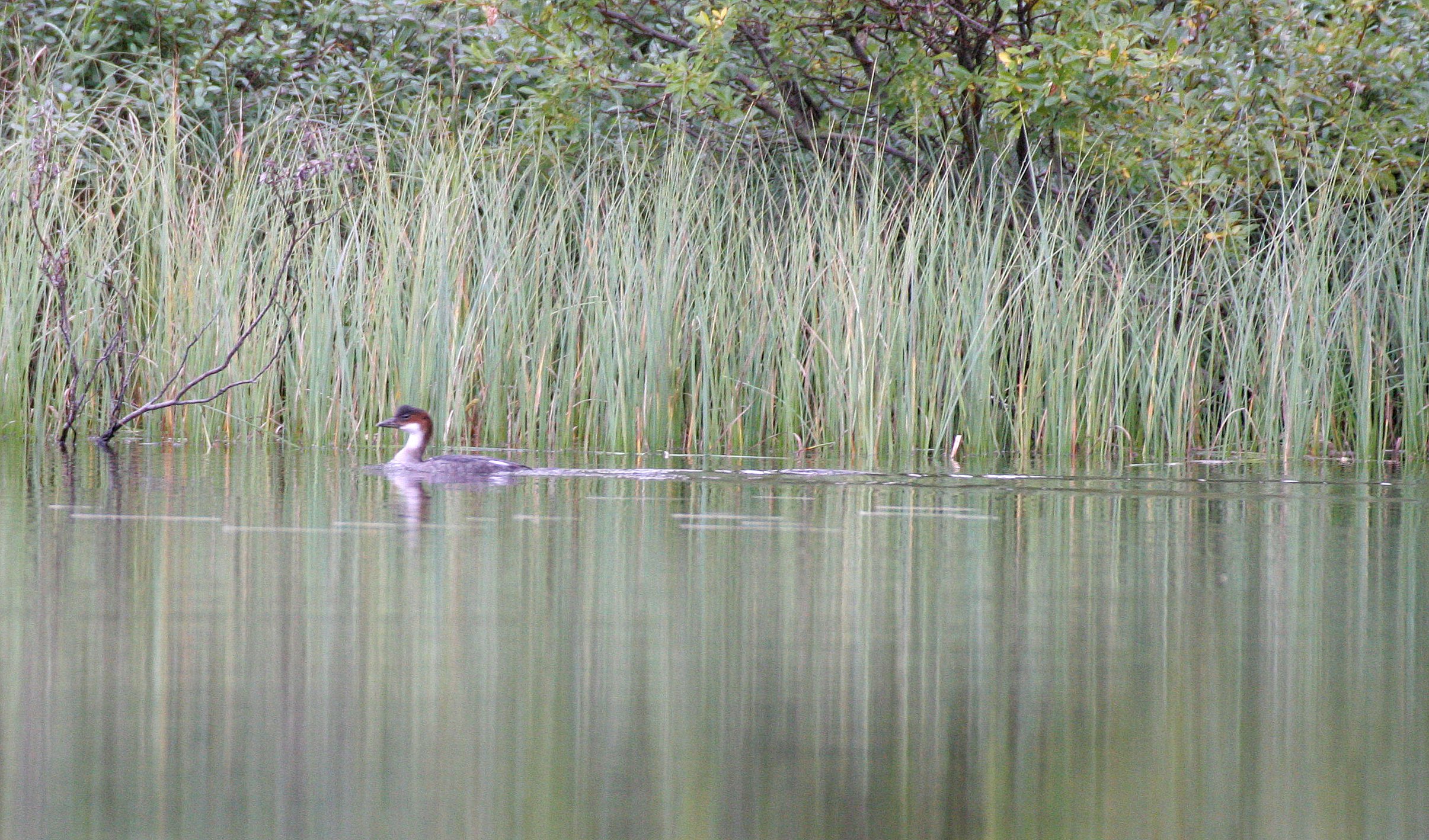 SMEW - Mergellus albellus - LEMMONJOKI NATIONAL PARK FINLAND (6).jpg