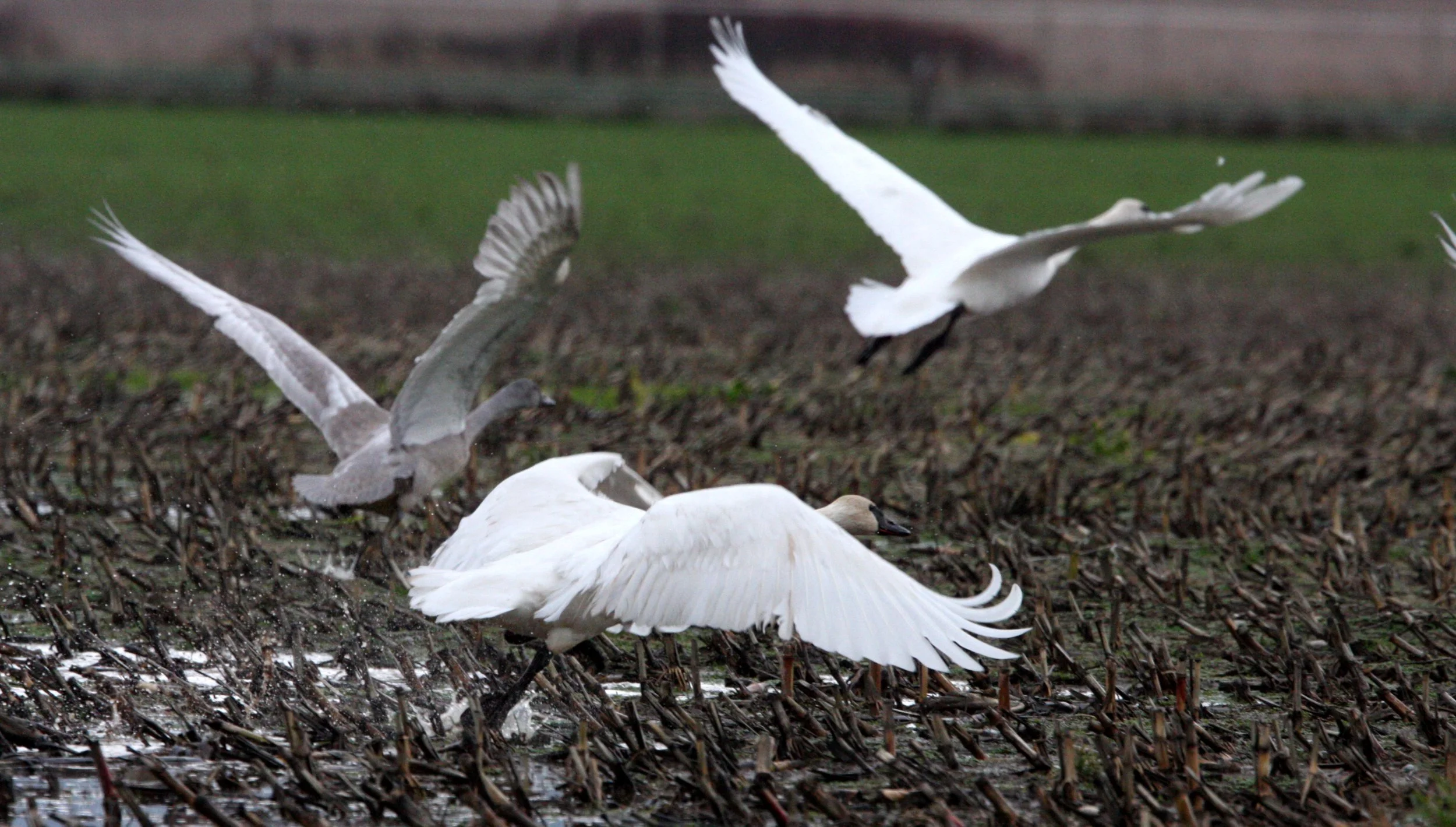 BIRD - SWAN - TRUMPETER SWAN - SCHMUCK ROAD SEQUIM (2).JPG