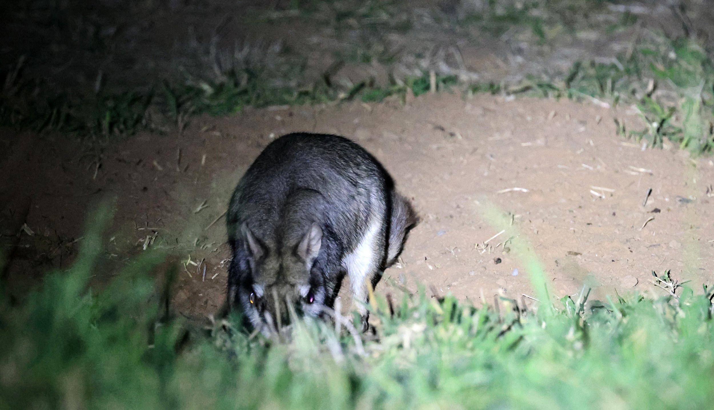 Plains Vizcacha (Lagostomus maximus) Reserva Natural Canada el Carmen, Paraguay  (12).jpg
