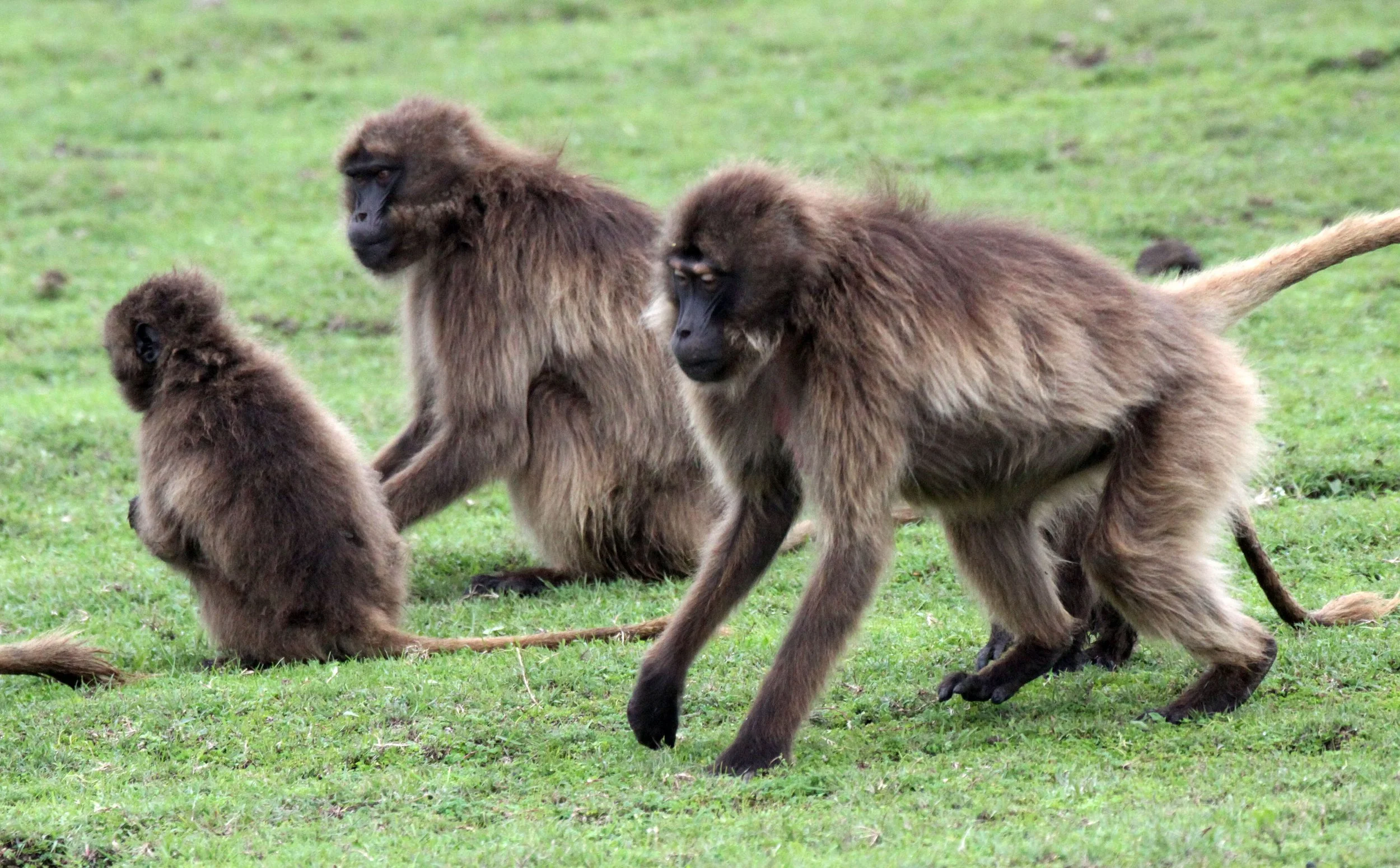 CERCOPITHECIDAE - Theropithecus gelada - GELADA - SIMIEN MOUNTAINS NATIONAL PARK ETHIOPIA (1538).JPG