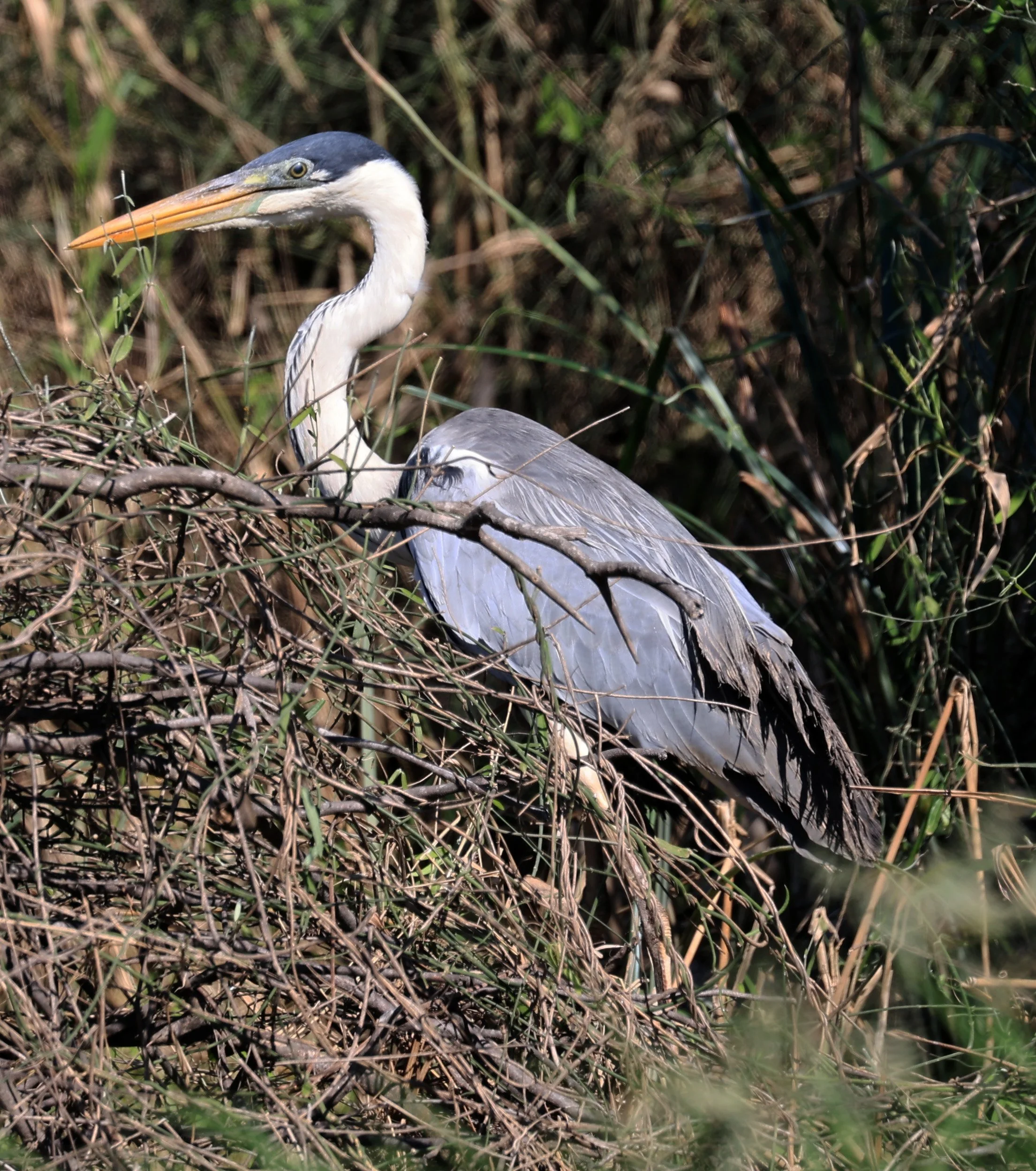 Cocoi Heron (Ardea cocoi) Agua Dulce Paraguay (10).jpg