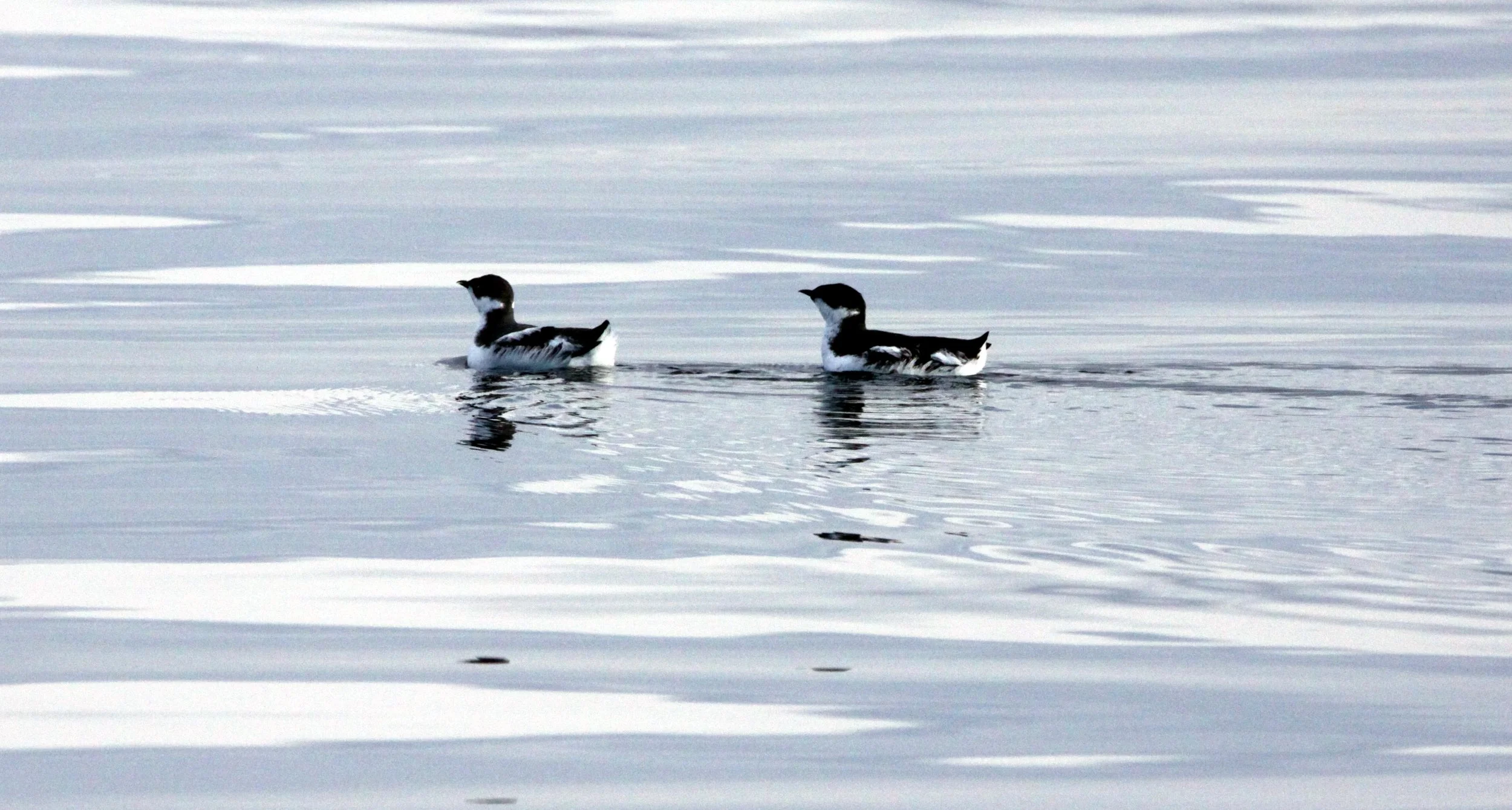 Synthliboramphus antiquus - ANCIENT MURRELET - PORT ANGELES HARBOR (2).JPG