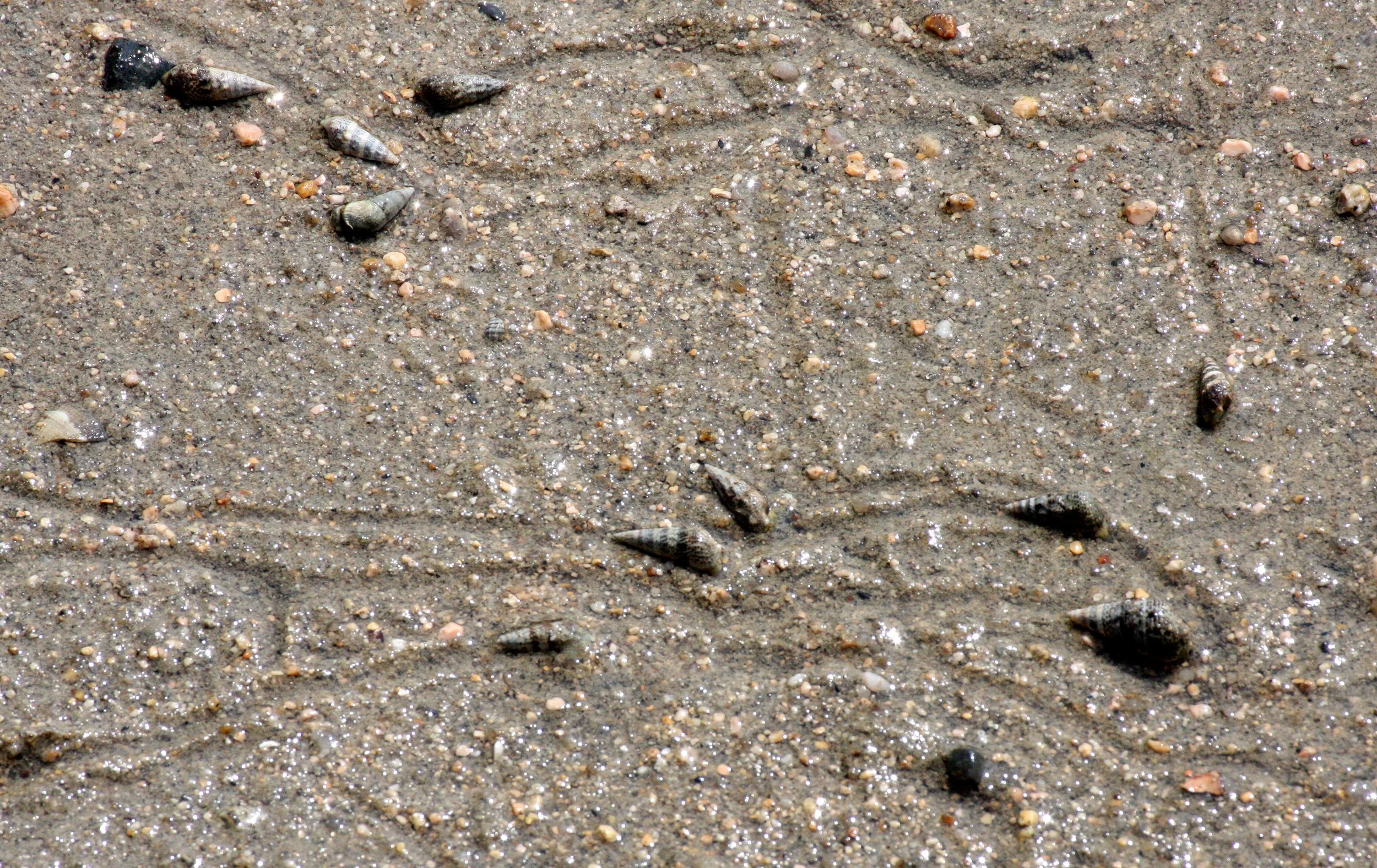 INVERT - MOLLUSCA - SNAIL SPECIES - MIYAJIMA JAPAN.JPG