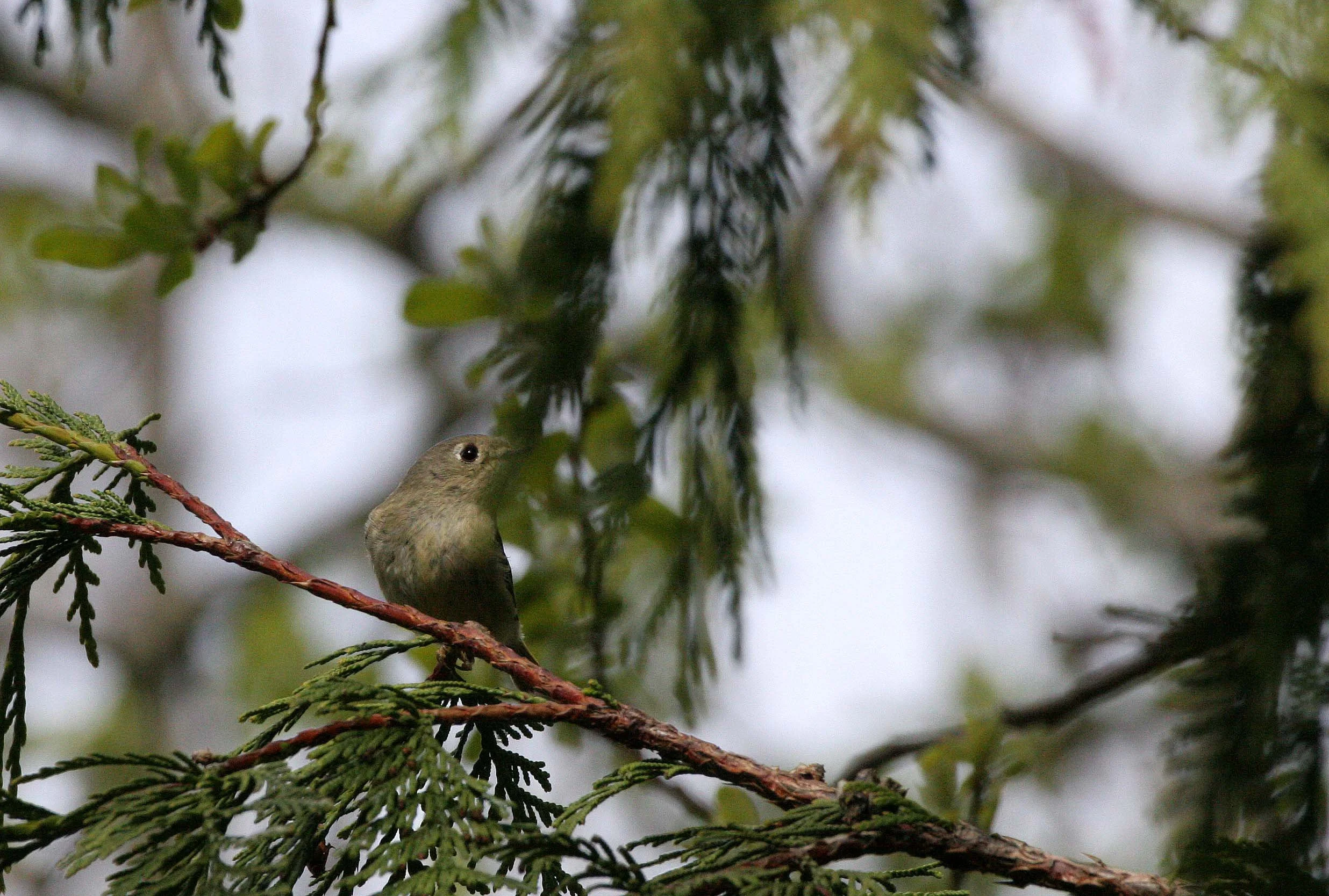 Hutton's Vireo (Vireo huttoni) Lake Farm Olympic Peninsula Washington (16).JPG