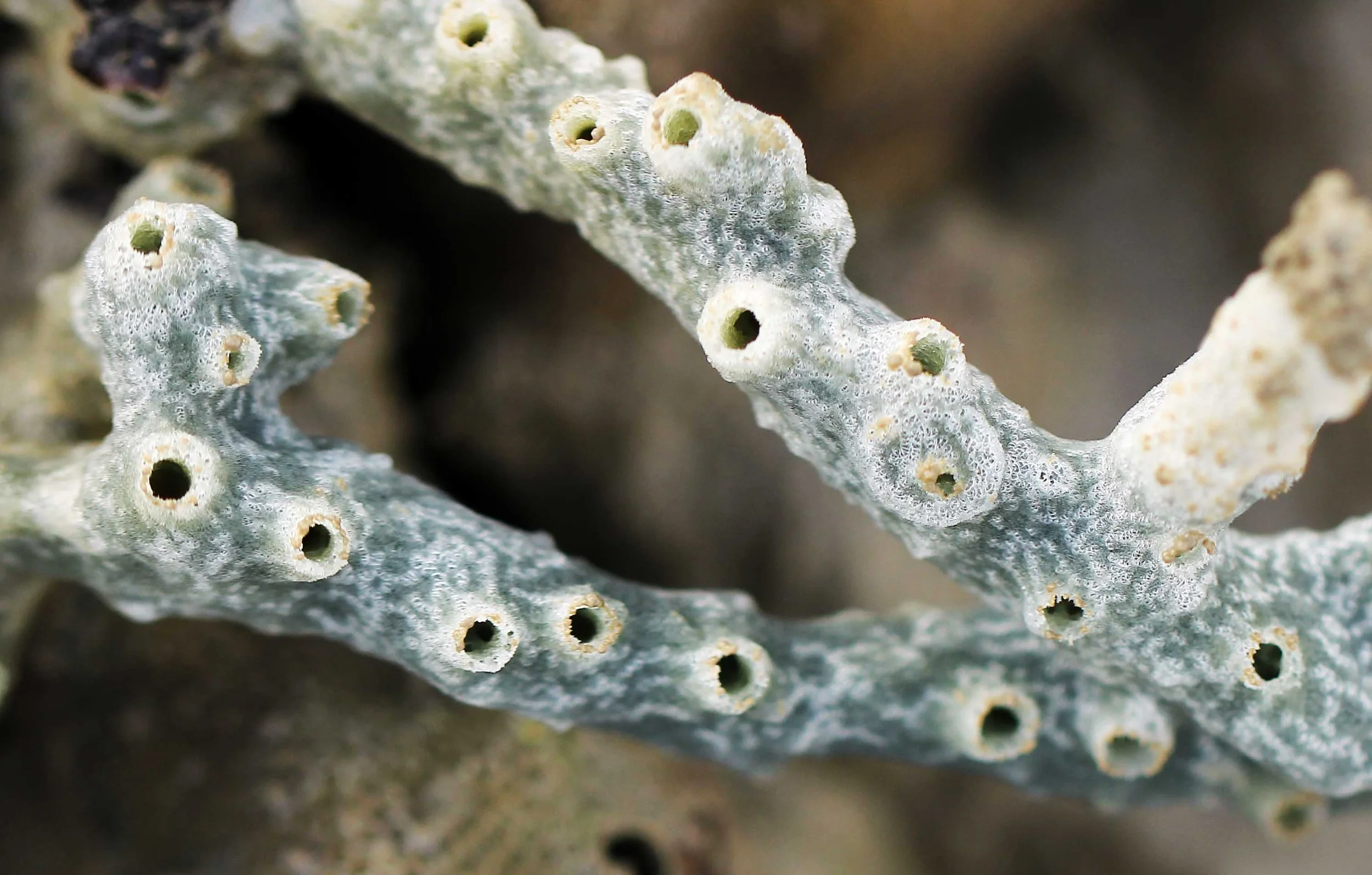 2015 Koh Lanta Songkran with friends from ISB (652).JPG