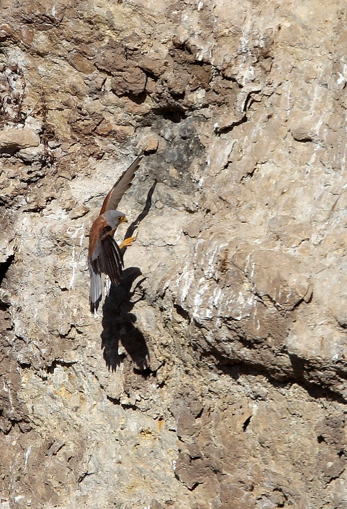 BIRD - KESTREL - RONDA CANYON SPAIN (17).JPG