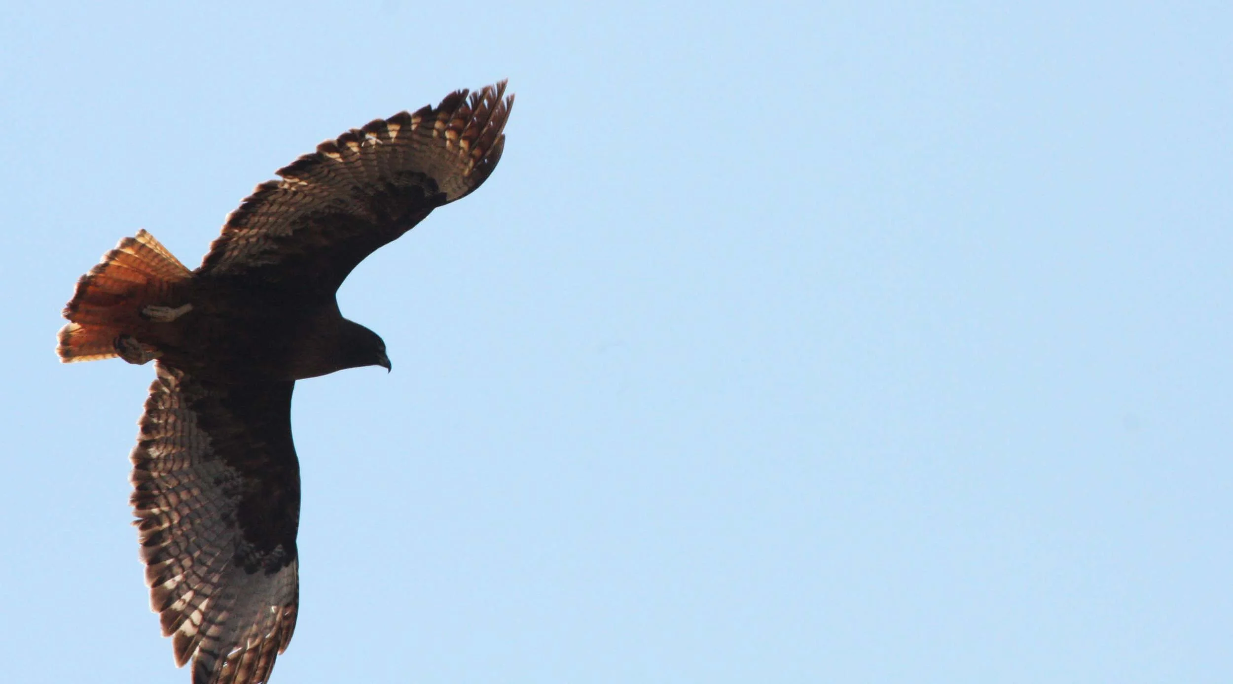 Buteo jamaicensis - RED-TAILED HAWK - WESTERN DARK ADULT - CATAVINA DESERT BAJA MEXICO (5).JPG