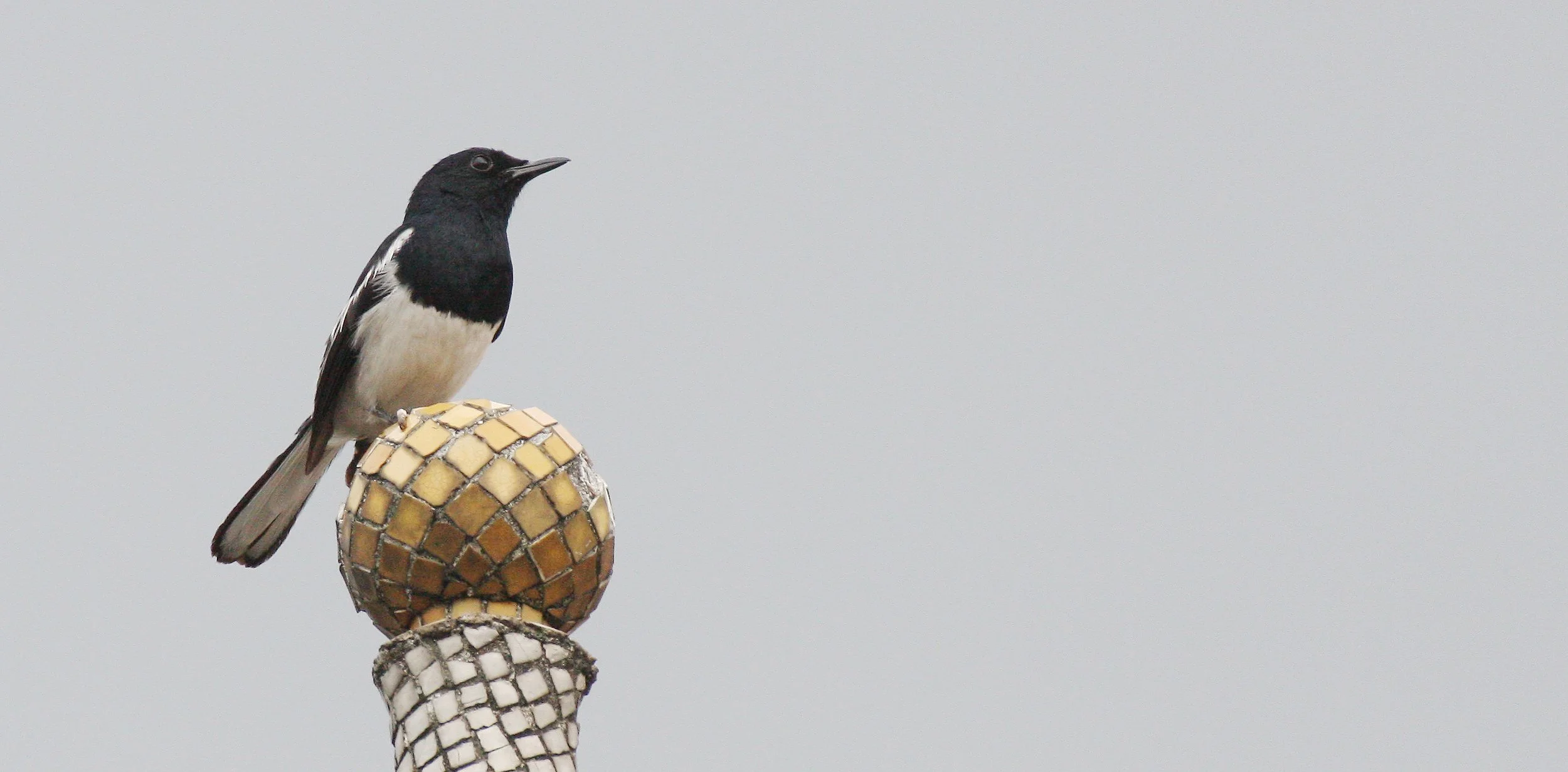 ROBIN - ORIENTAL MAGPIE ROBIN - Copsychus saularis - BANGKOK THAILAND (5).JPG