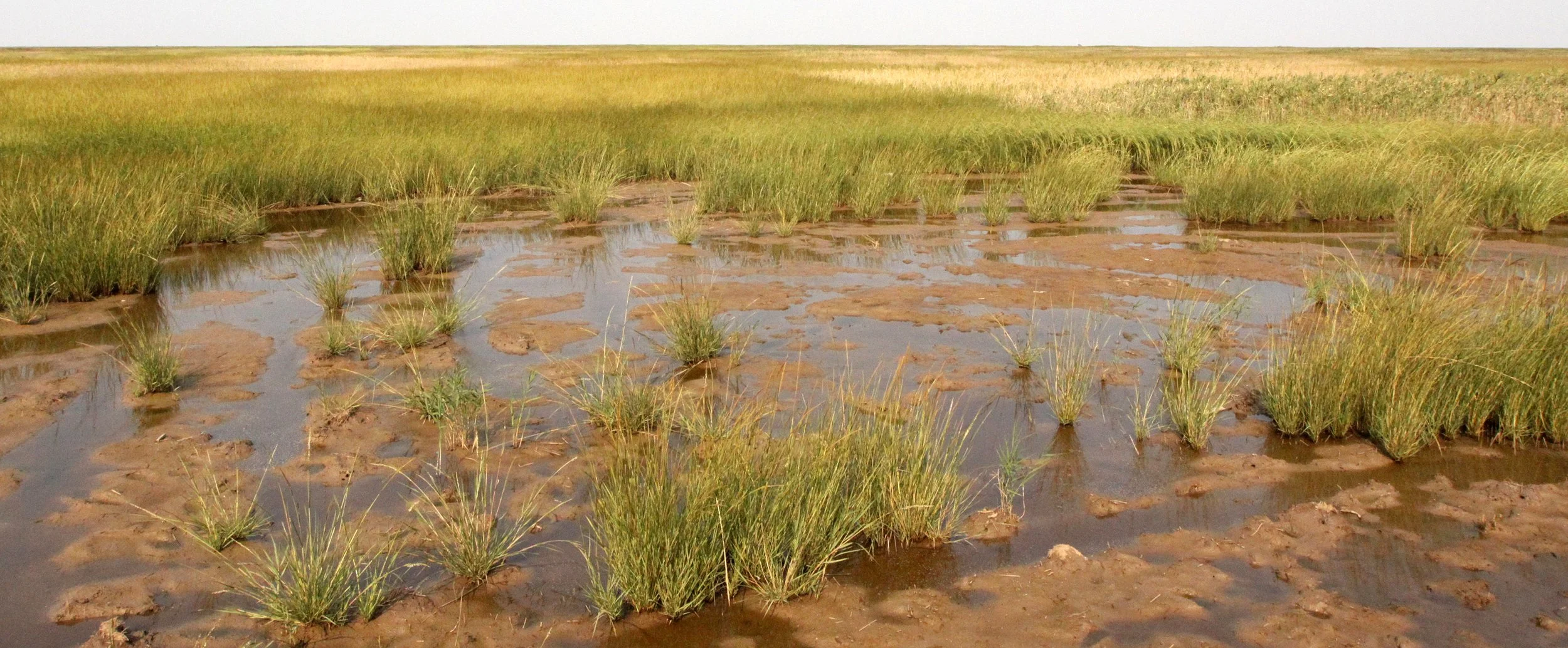 CHONGMING ISLAND - DONGTAN WETLANDS RESERVE - CHINA (19).JPG
