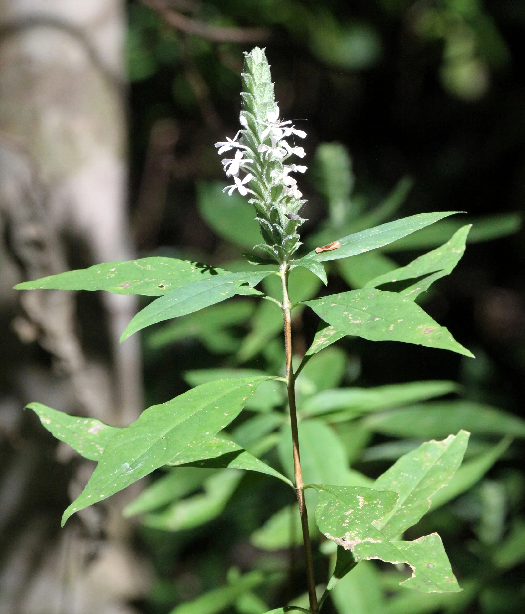 PLANT - SPECIES - ANKARANA NATIONAL PARK MADAGASCAR (9).JPG