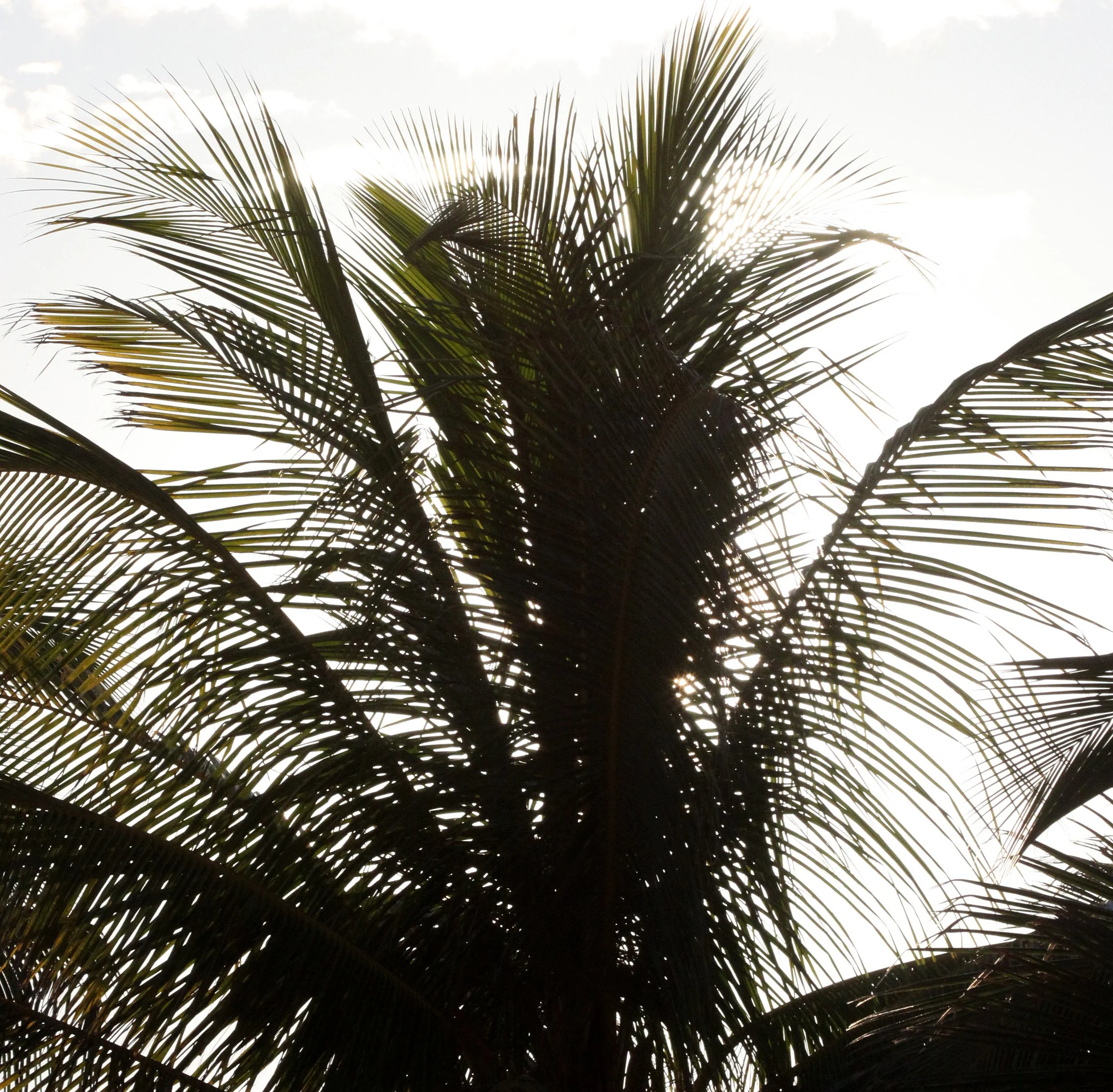 PLANT - PALM SPECIES - MORONDAVA MADAGASCAR.JPG