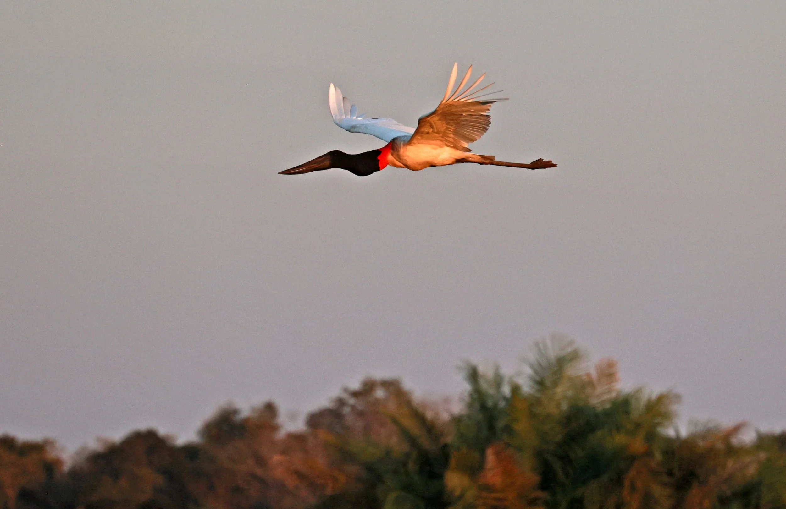 Stork - Jabiru - Jabiru mycteria - Pousada Aguape - Fazenda São José Zona Rural, Aquidauana, Mato Grosso do Sul, Brazil (22).jpg