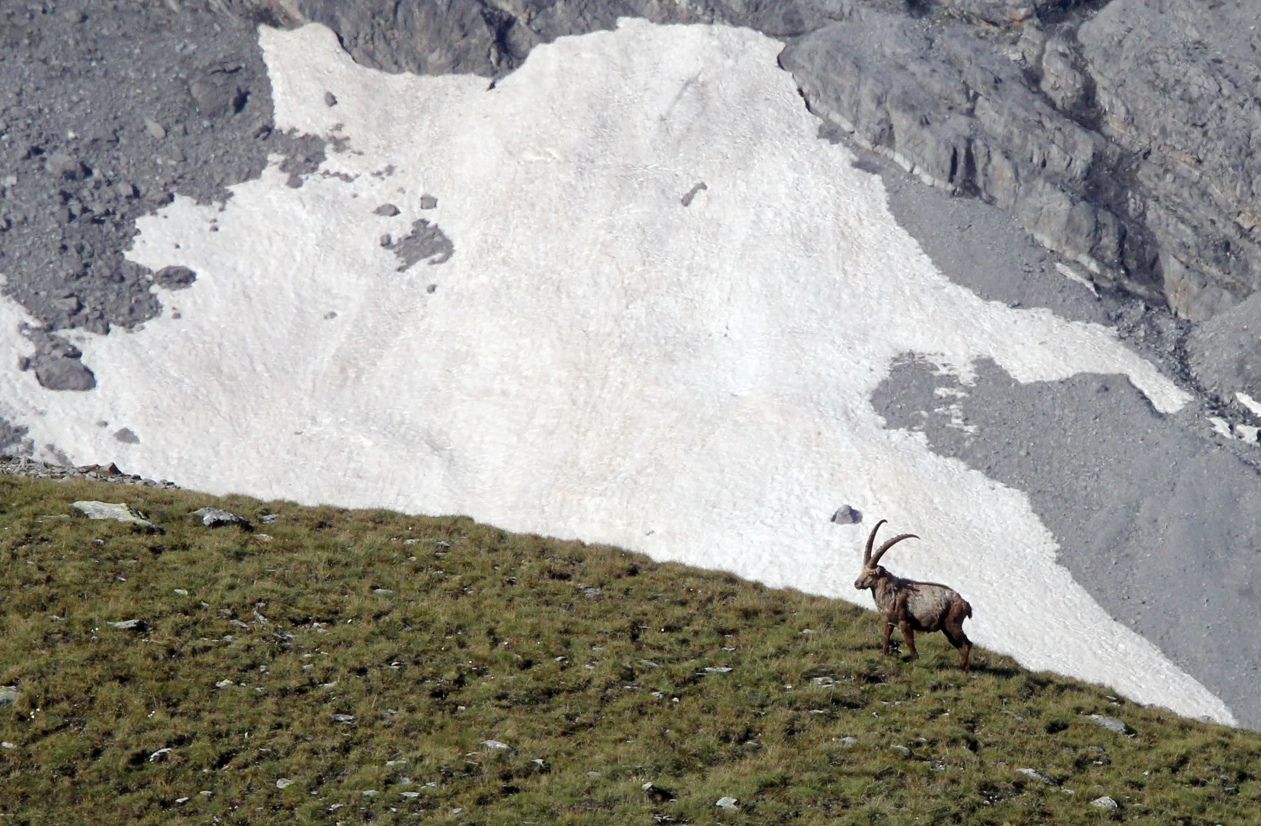 IBEX - ALPINE IBEX - Capra ibex - STELVIO NATIONAL PARK ITALY (17).JPG