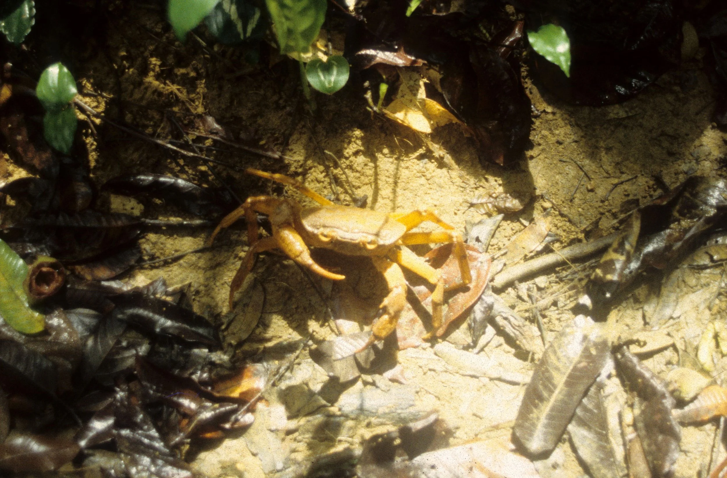INVERT - ARTHROPODA - TERRESTRIAL CRAB.jpg
