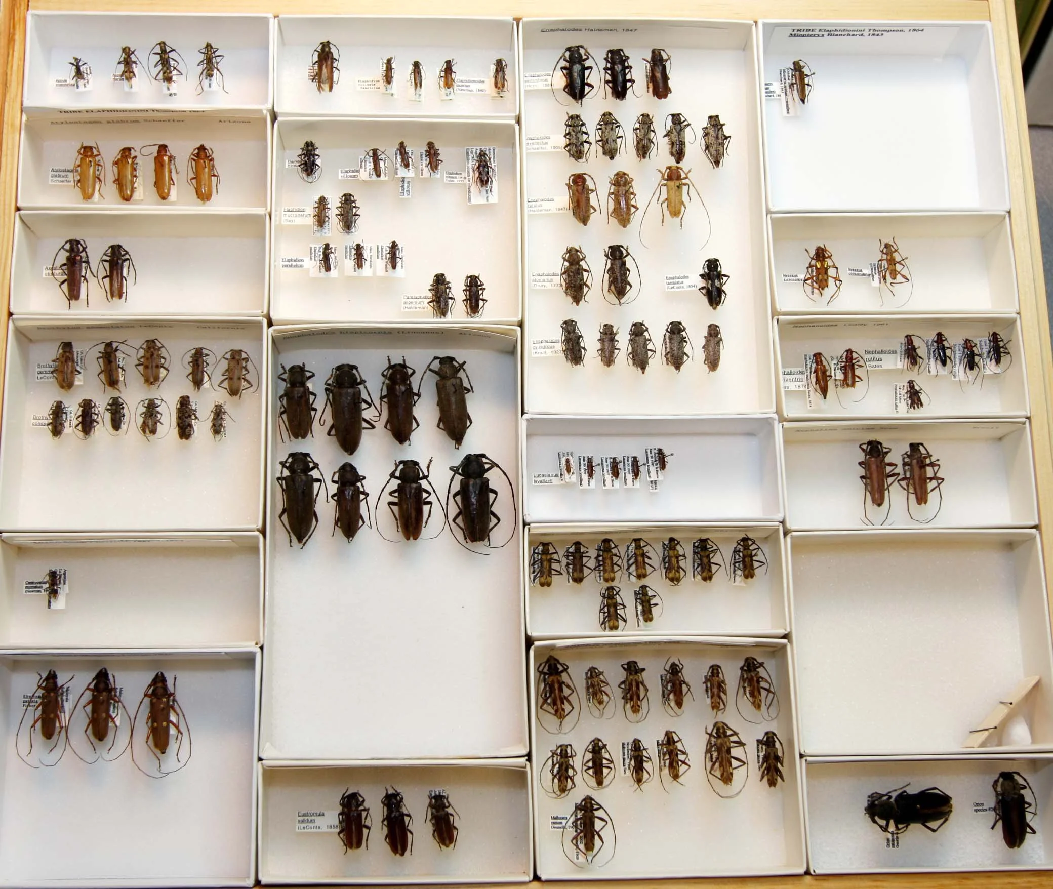 17 Cerambycinae - Elaphidionini.JPG