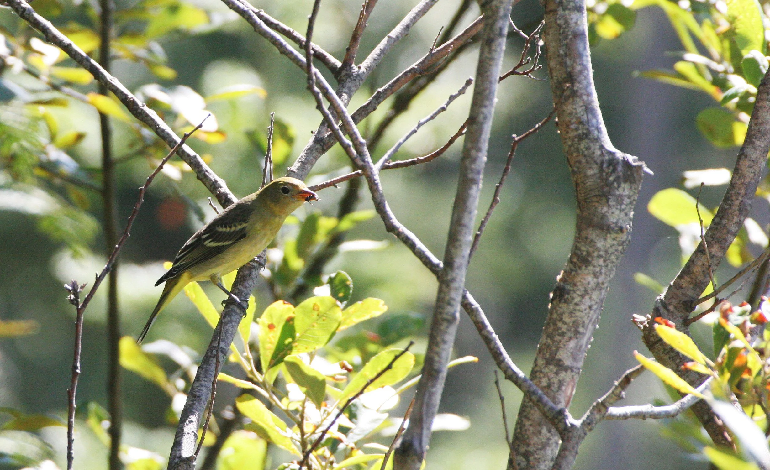 BIRD - TANAGER - WESTERN TANAGER - FEMALE - LAKE FARM TRAILS (10).JPG