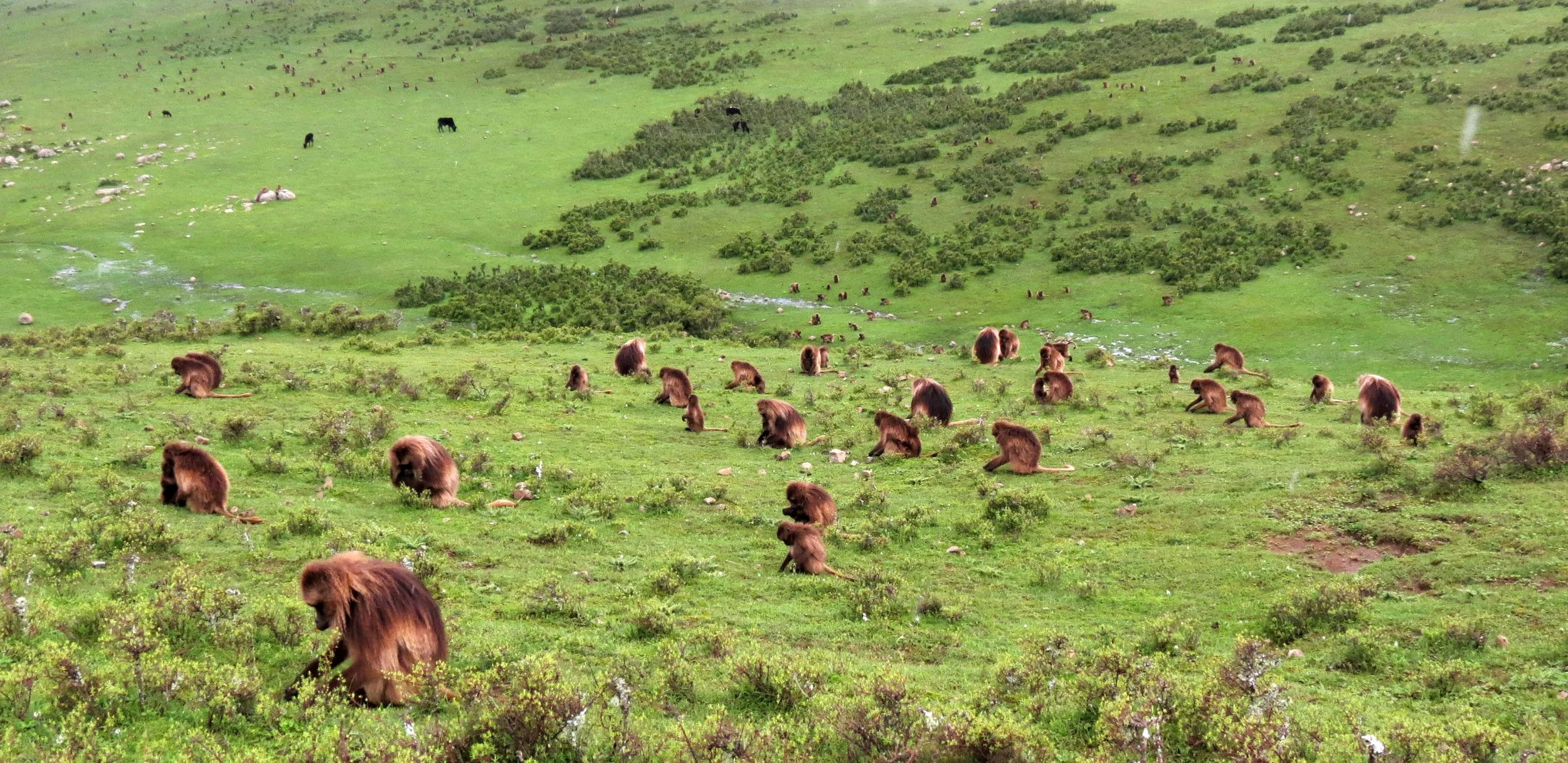 CERCOPITHECIDAE - Theropithecus gelada - GELADA - SIMIEN MOUNTAINS NATIONAL PARK ETHIOPIA (1595).JPG