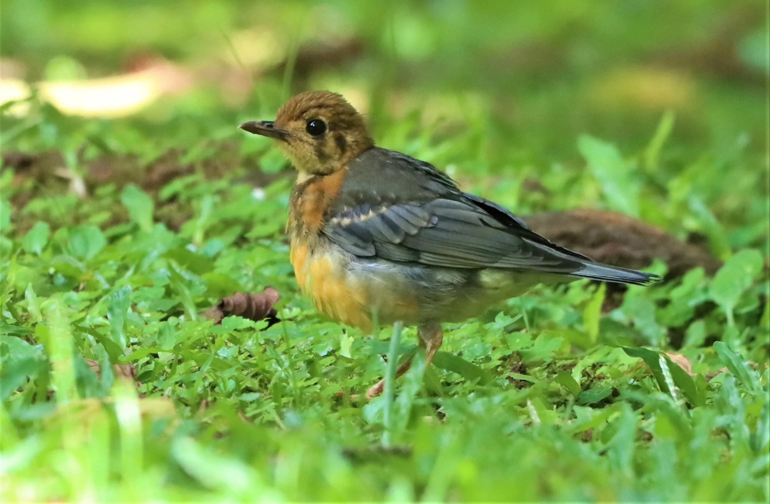 Orange-headed Thrush (Zoothera citrina) Doi Ang Kang Chiang Mai (9).jpg