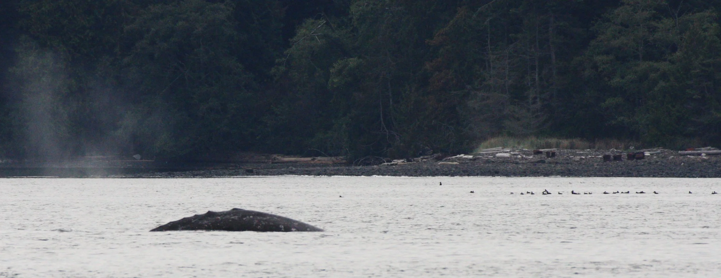 CETACEAN - GRAY WHALE - SALT CREEK WA (17).JPG