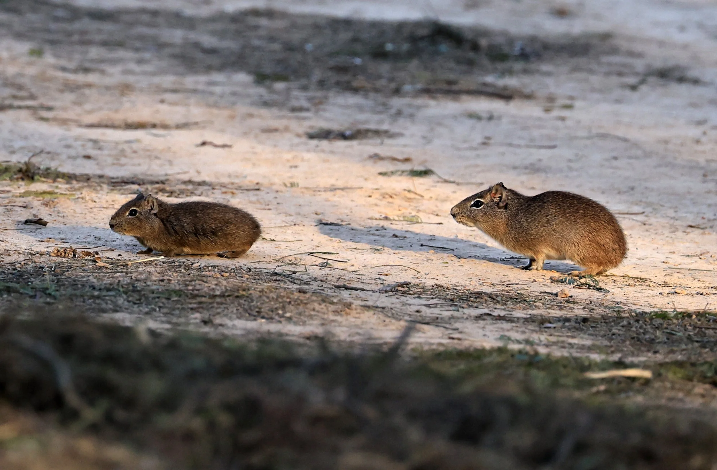 Lowland Yellow-Toothed Cavy (Galea leucoblephara) Hotel Iparoma Campestre Paraguay (25).jpg