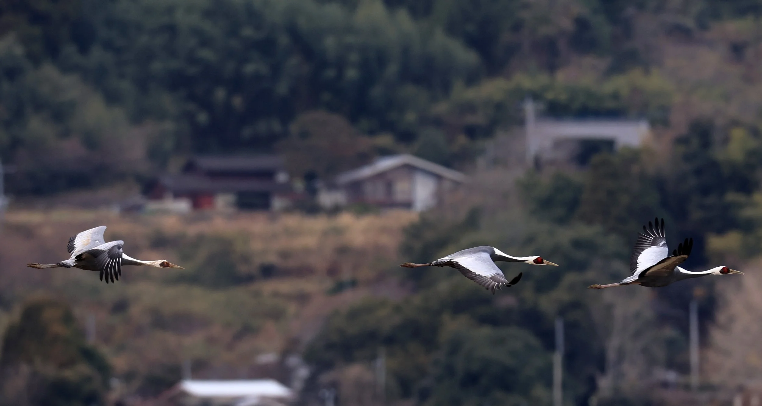 White-naped Crane (Antigone vipio) Izumi Crane Park & Center, Izumi Kagoshima Kyushu Japan (204).jpg